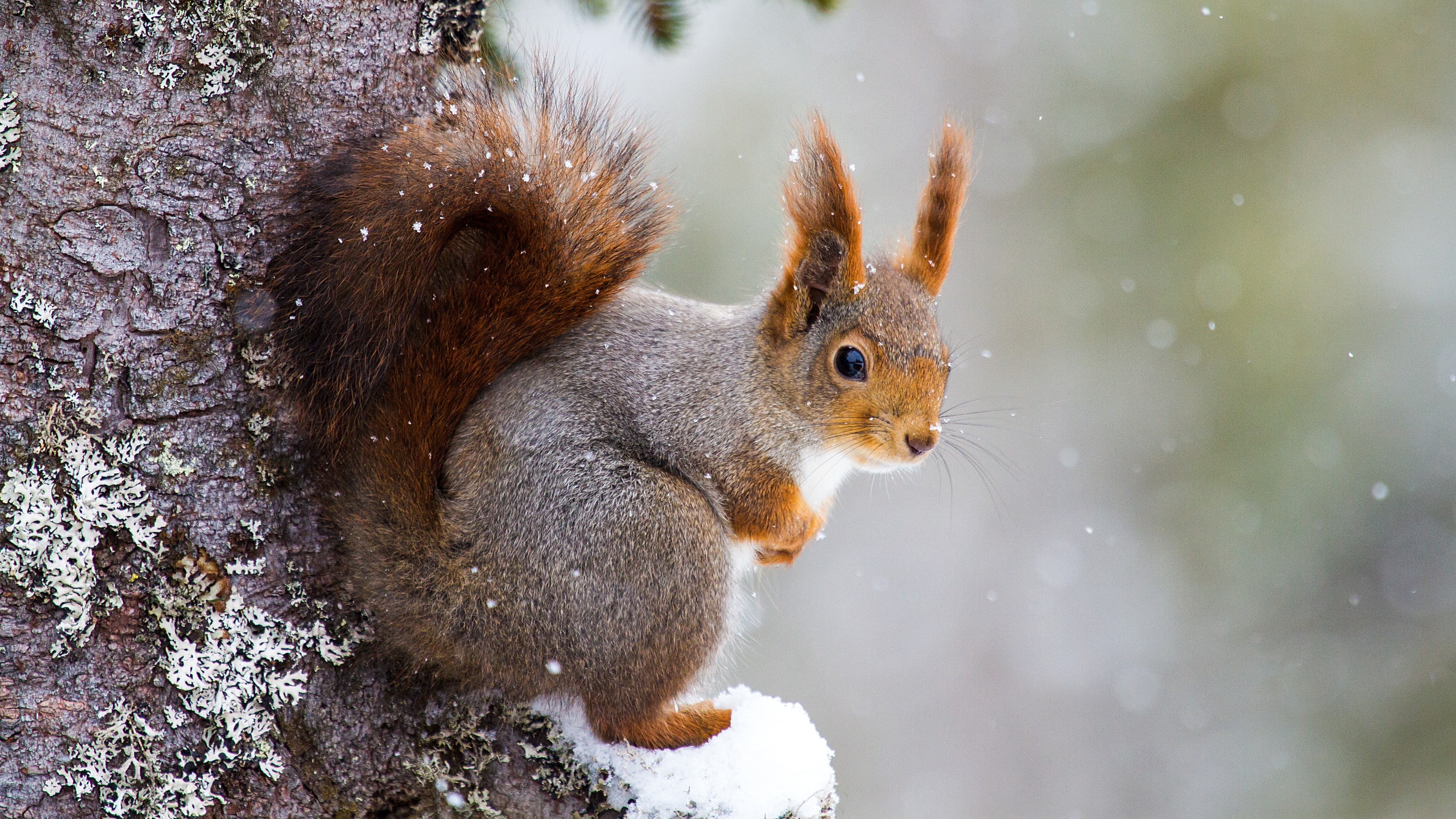 tree, day, cold temperature, close-up, nature, squirrel, wildlife, snowfall, animals in the wild, animal wildlife, snout, eating, outdoors, mammal, no people, HD Wallpaper