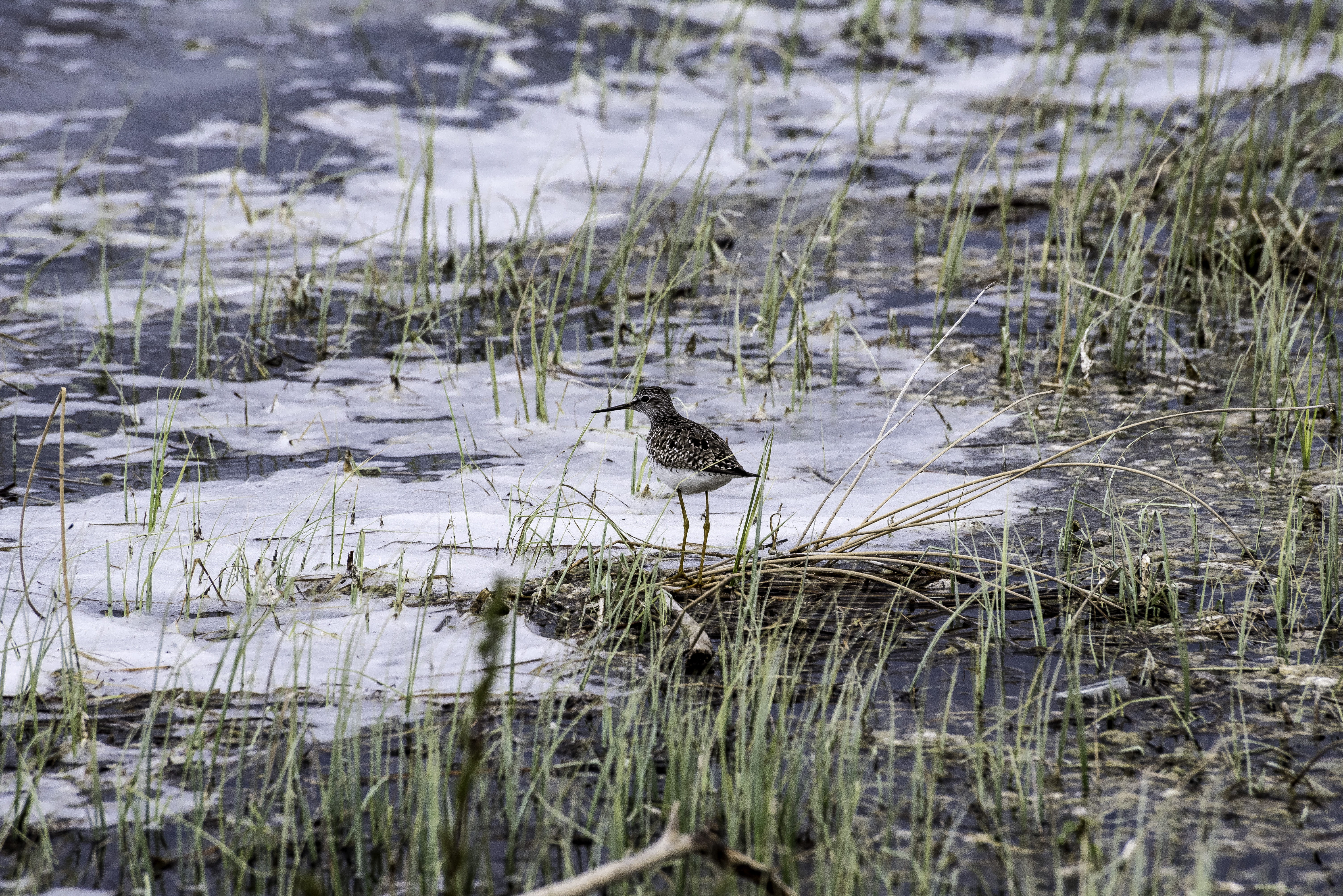 swimming, water, 5K, yellowlegs, wetland, no people, animal, lesser, chan, grass, territorial, nature, animal themes, shoreline, wildlife, animals In The Wild, HD Wallpaper