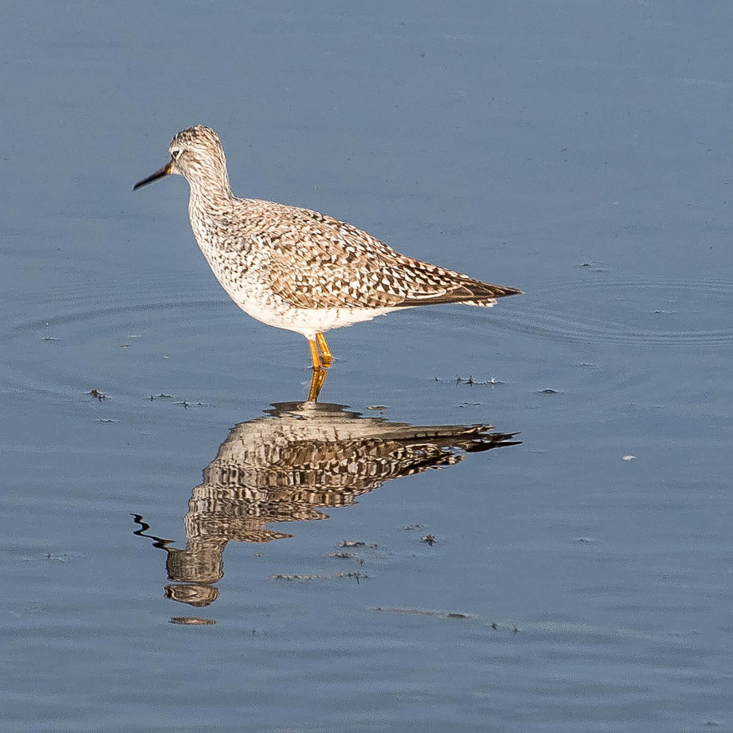 animal, lake, nature, vertebrate, charadriiformes, waterfront, reflection, public domain, day, wildlife, water, no people, outdoors, beach, 720P, wading Boots, Phone HD Wallpaper