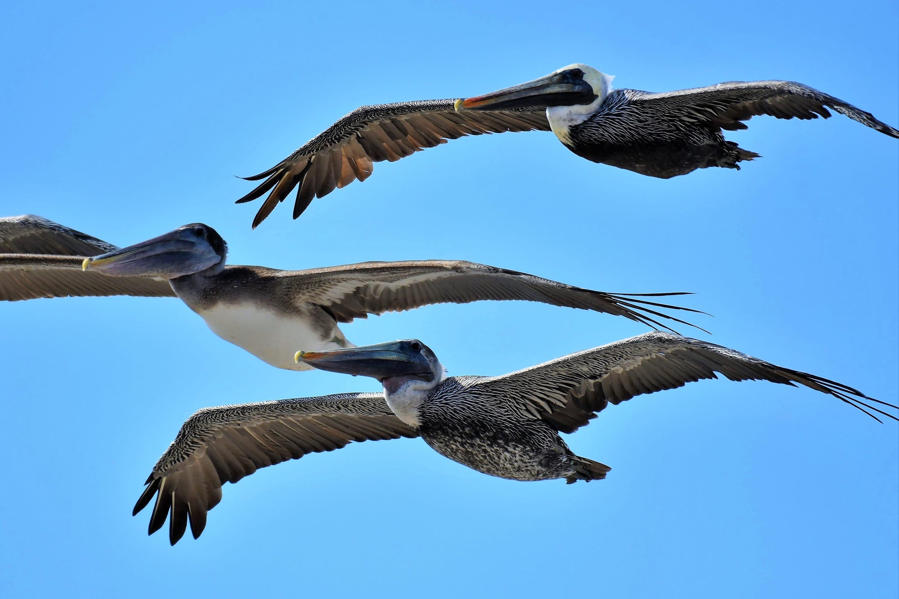 sail, flight, water bird, wing, coast, water, pelecaniformes, animal world, wing beat, nature, animal, clear sky, day, bill, sea, 2K, flying, florida, HD Wallpaper