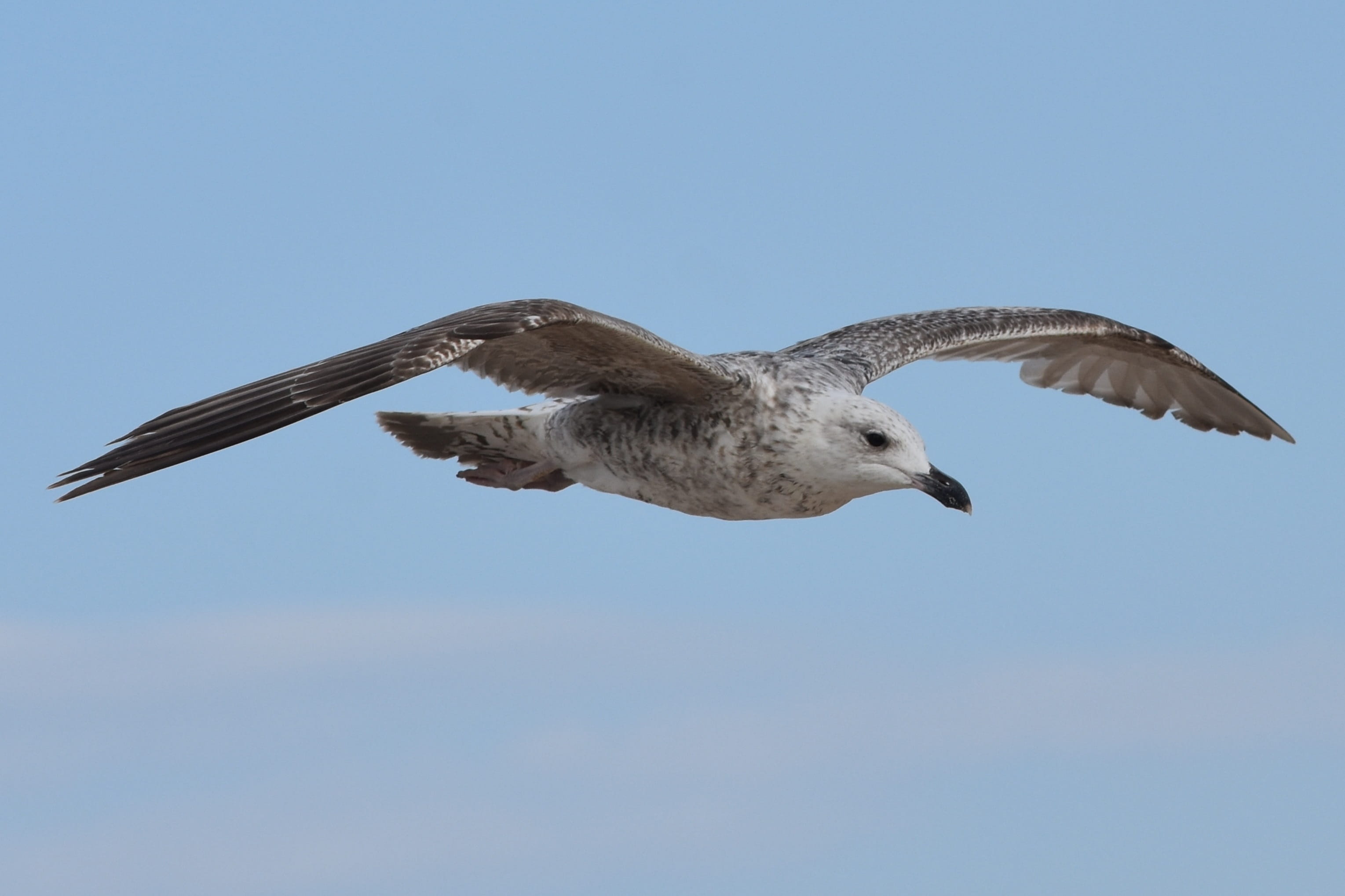 animal body part, animal wildlife, nature, seagull, outdoors, mid-air, animal Wing, day, air, vertebrate, brown bird, 2K, one animal, blue, clear sky, HD Wallpaper