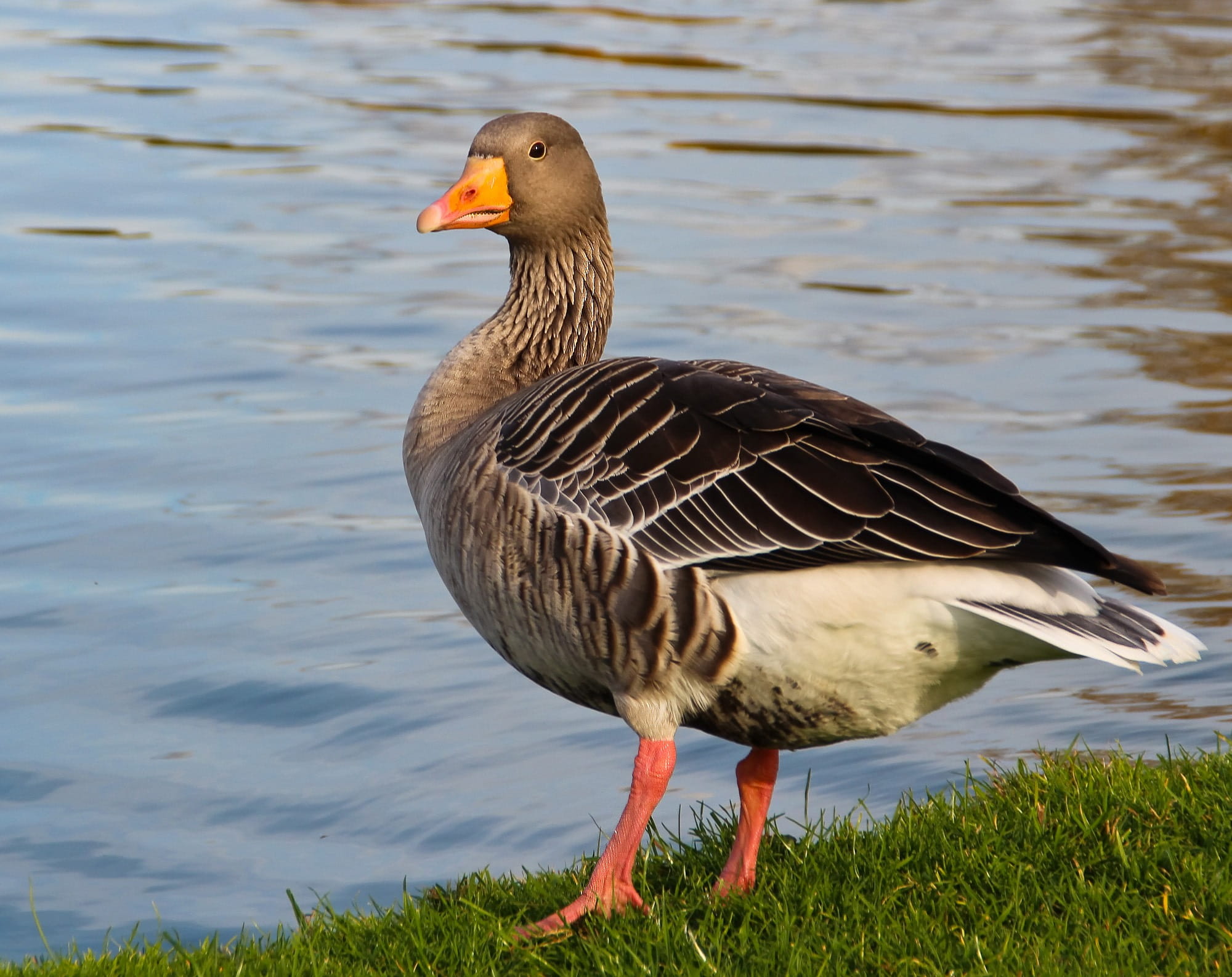 gosling, Animal, animals in the wild, duck, one animal, vertebrate, greylag goose, no people, bill, focus on foreground, body, lake, 1080P, water bird, HD Wallpaper