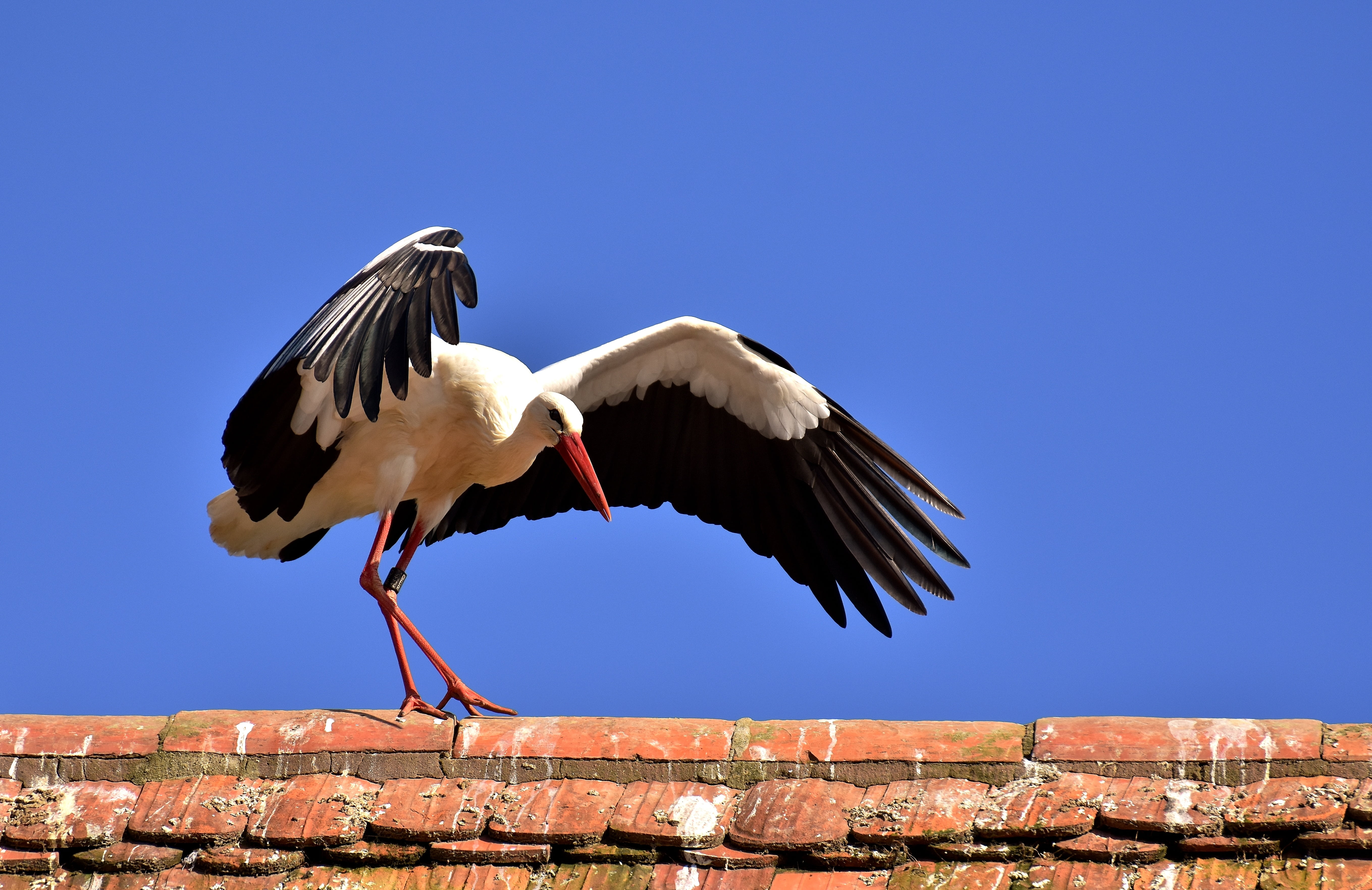 animal world, wing, outdoors, no people, daytime, fly, white stork, photo, animals in the wild, bird, day, animal body part, clear sky, architecture, white, HD Wallpaper