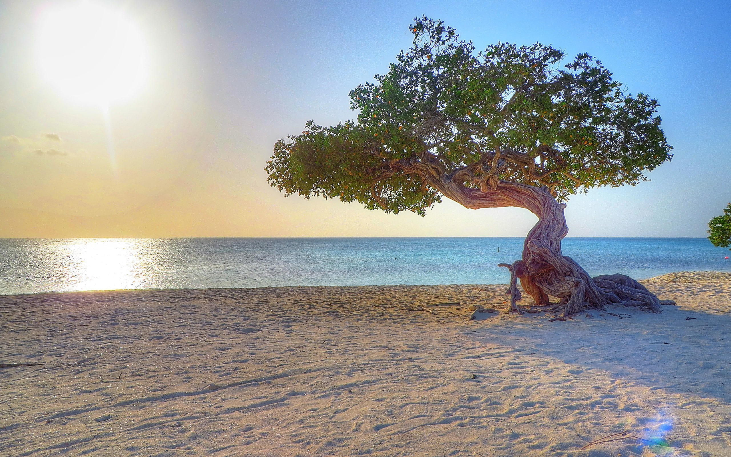 nature, no people, plant, tranquility, horizon, land, water, sky, lens flare, sunlight, day, scenics - nature, 2K, sand, beauty in nature, aruba beach dividivi, HD Wallpaper