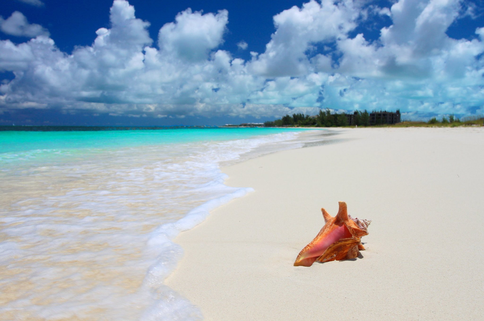 white, brown, beach, Sea, shell, sand, 1080P, tropical, Nature, HD Wallpaper