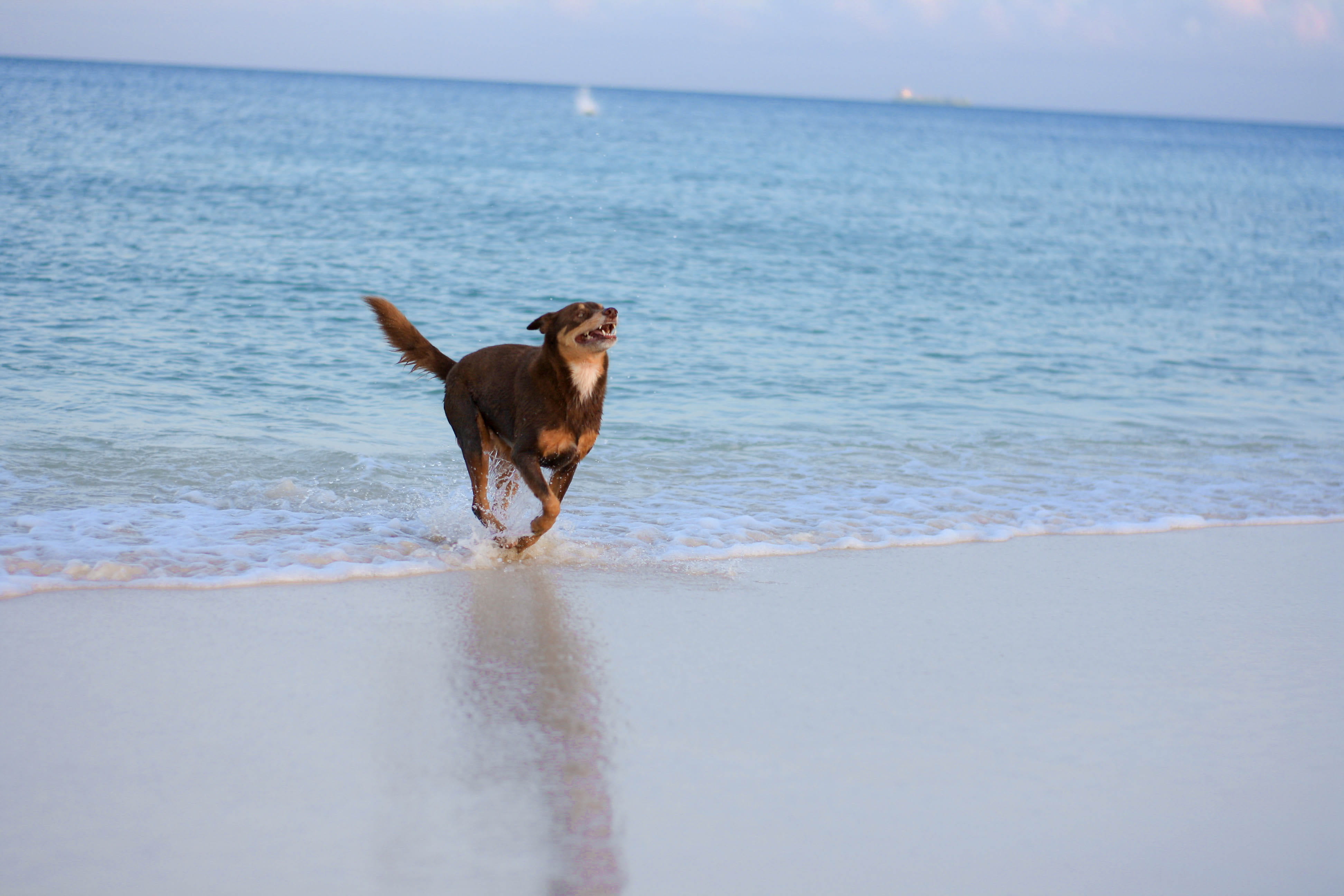 play, domestic animals, waves, water, motion, pets, sand, aruba, canine, sea, dog, no people, one animal, 4K, horizon, eagle beach, animal themes, animal, HD Wallpaper