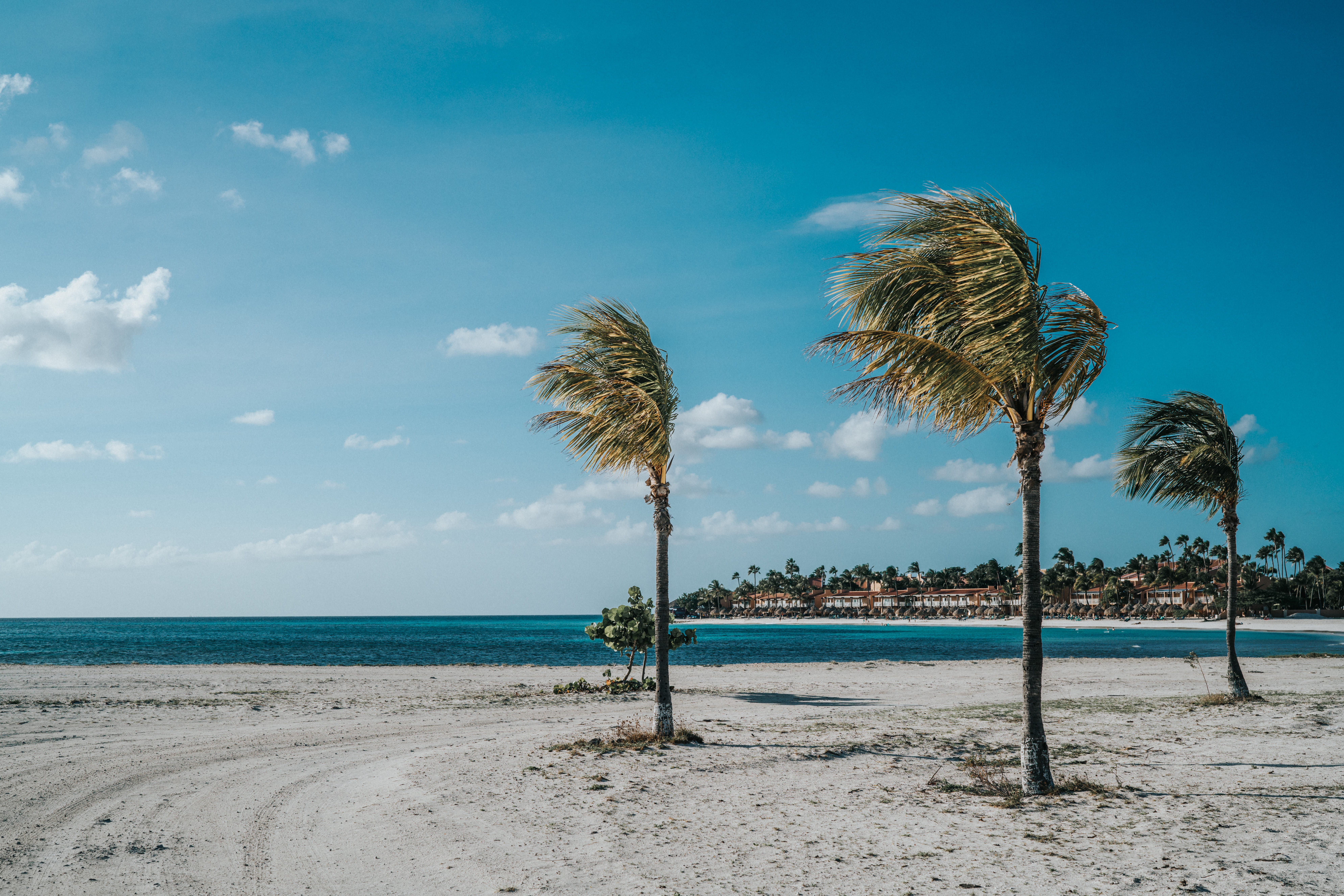 8K, water, cloud - sky, sea, palm leaf, beauty in nature, palm tree, tree, sunny, turquoise colored, tranquility, horizon over water, eagle beach, no people, HD Wallpaper