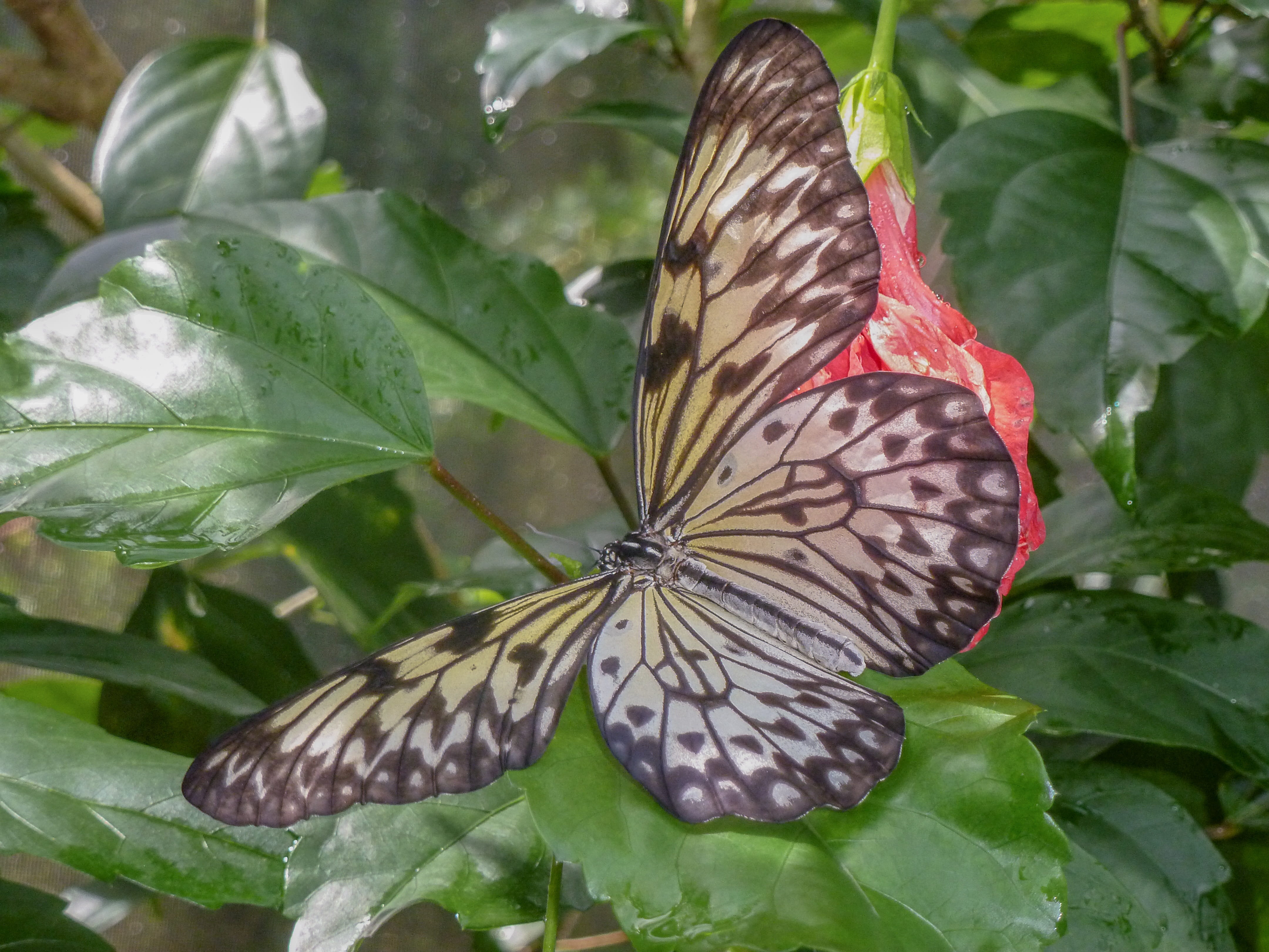 plant part, invertebrate, growth, animal themes, butterfly, aruba, 4K, green color, flower, beauty in nature, animal wing, nature, outdoors, day, leaves, HD Wallpaper