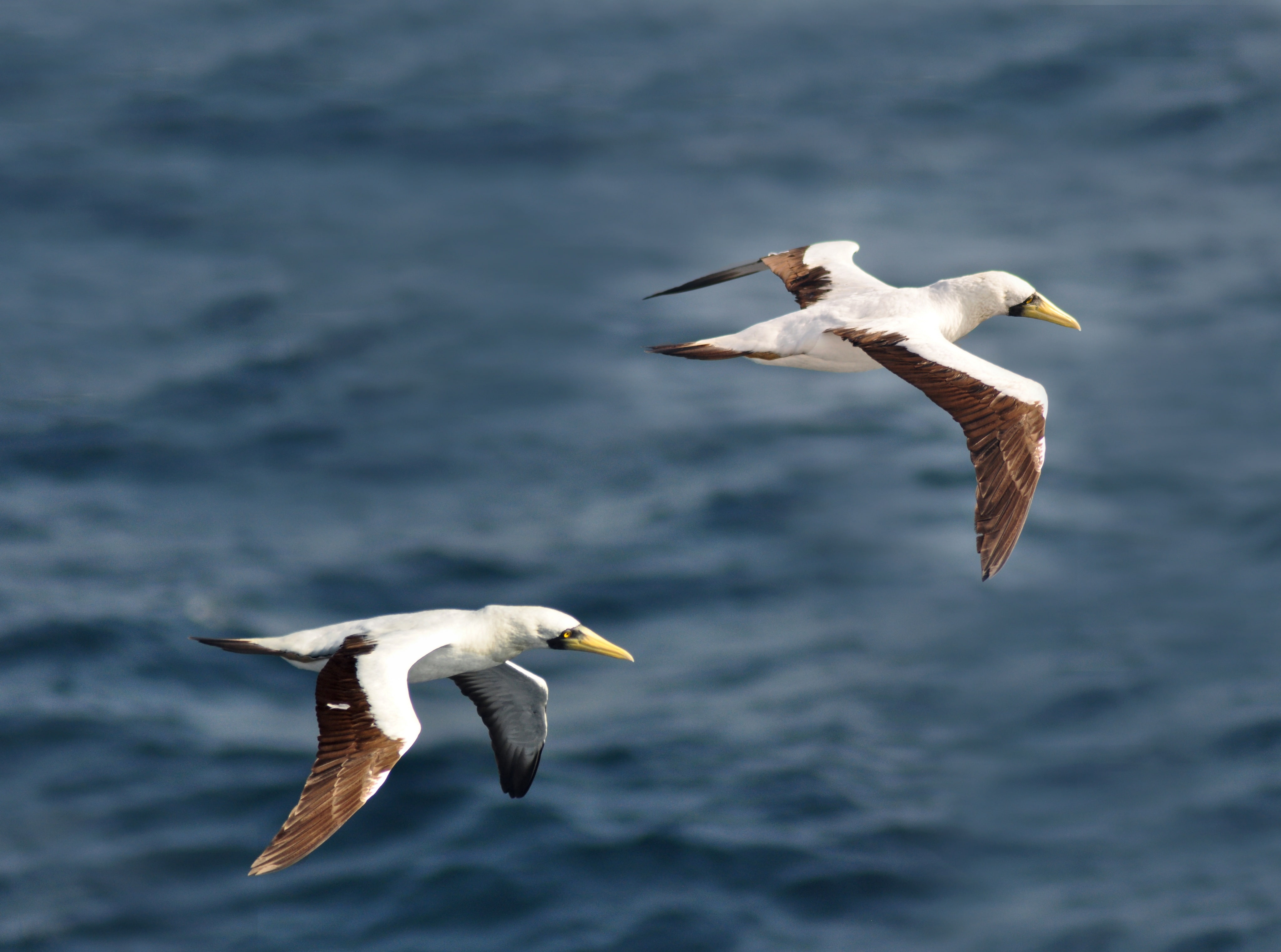 Animals, beak, vertebrate, dactylatra, sea, no people, 4K, nature, motion, animals in the wild, Pair, Masked, pairofboobies, radin, bird, sula, two animals, HD Wallpaper