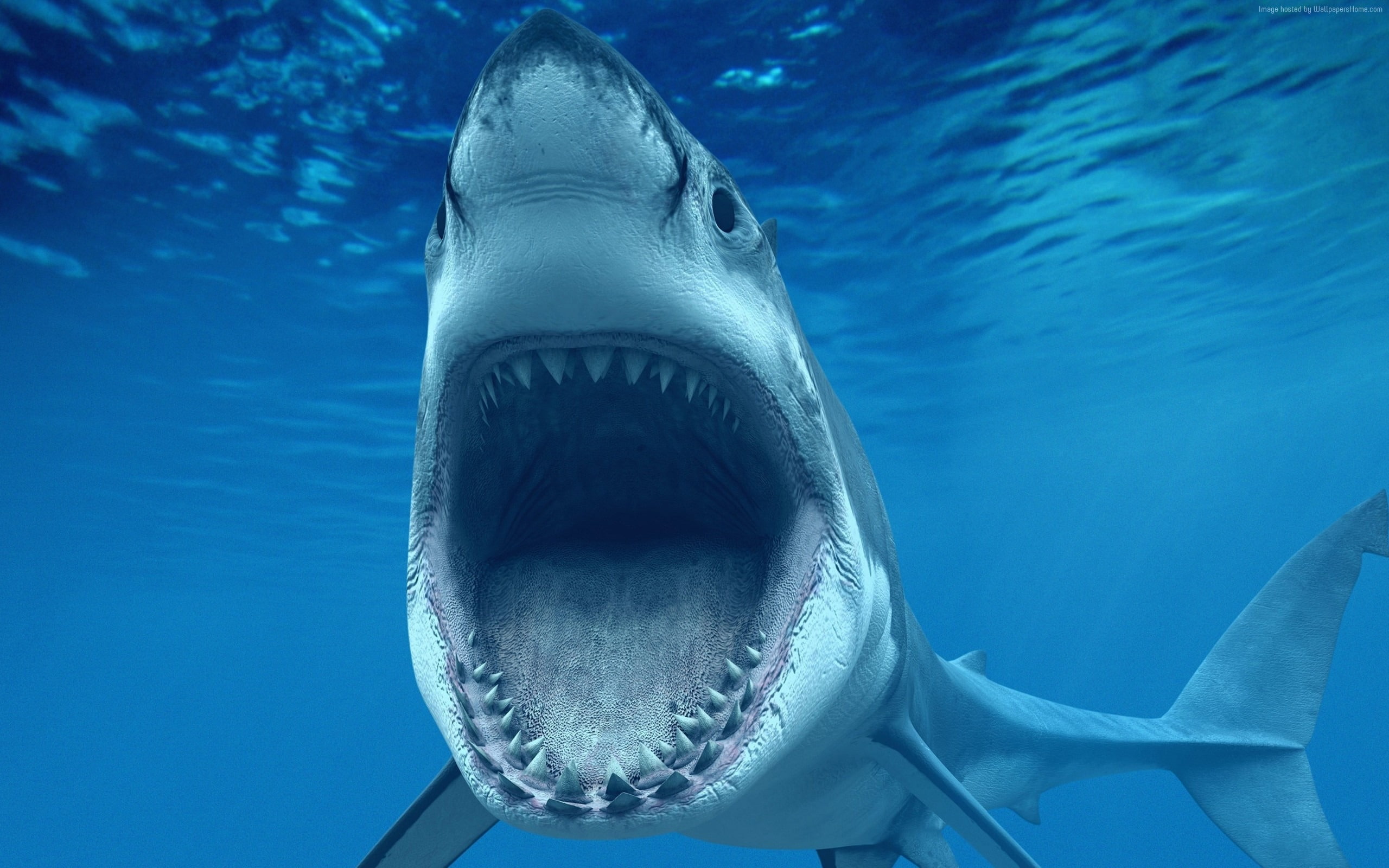 wallpap, shark, marine, aggression, animal teeth, water, sea life, mouth open, animal mouth, animal, life, undersea, vertebrate, underwater, no people, HD Wallpaper