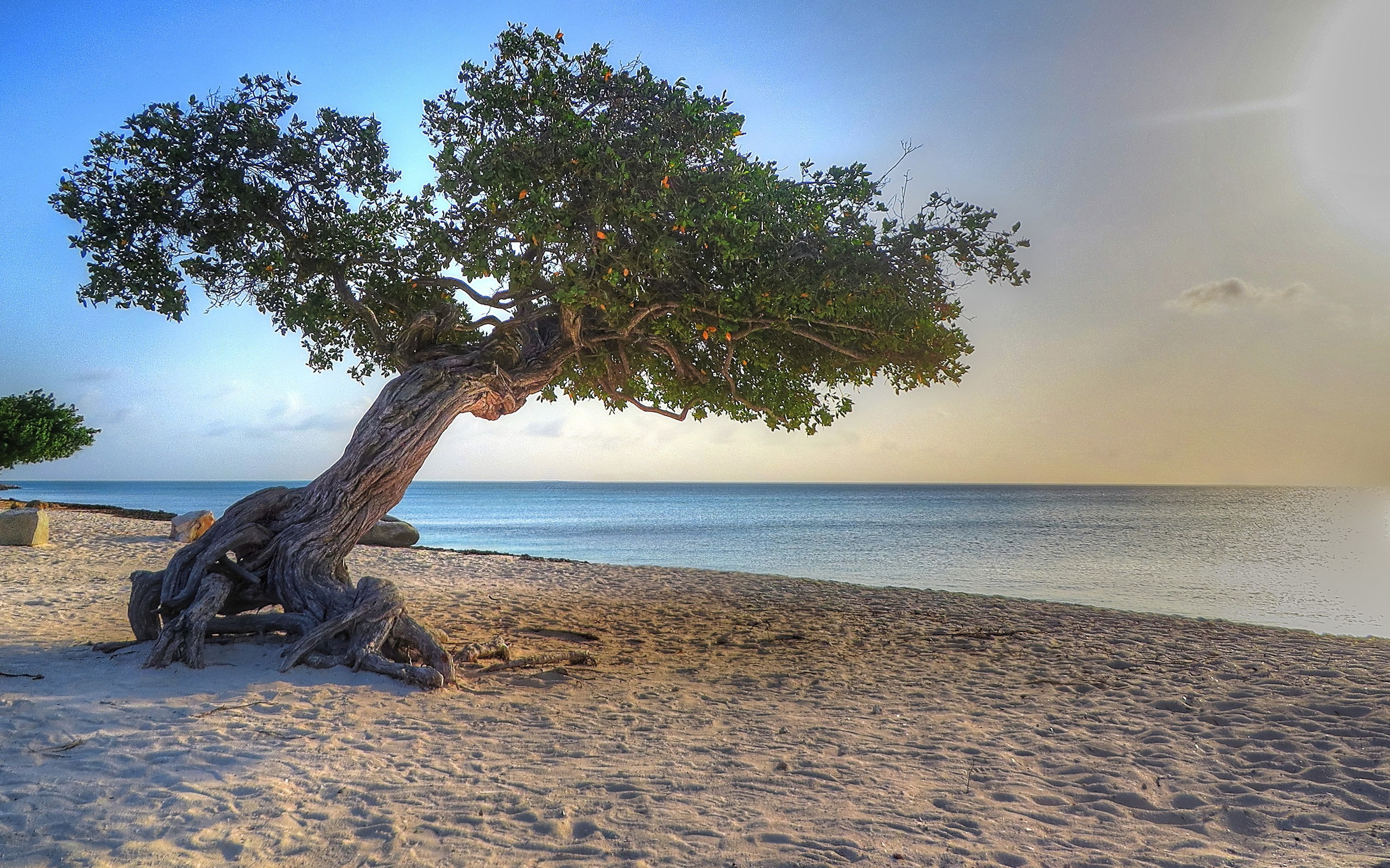 sunlight, no people, nature, day, land, horizon, sand, scenics - nature, horizon over water, sea, sky, aruba beach, tree, outdoors, beauty in nature, 2K, HD Wallpaper