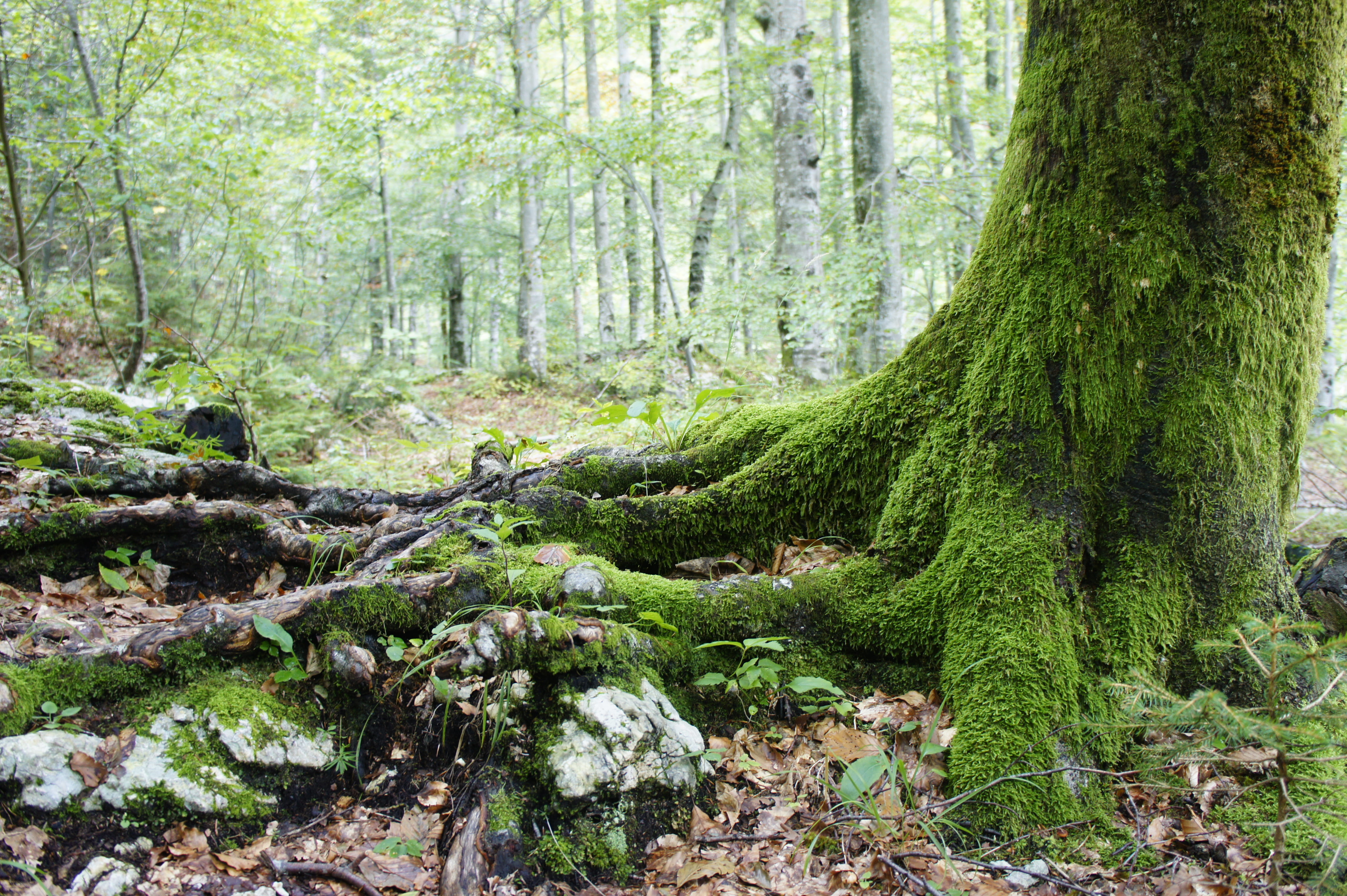 tranquility, tree trunk, nature, no people, day, plant, forest, woods, trunk, green, outdoors, jungle, non-urban scene, wilderness, park, land, environment, HD Wallpaper