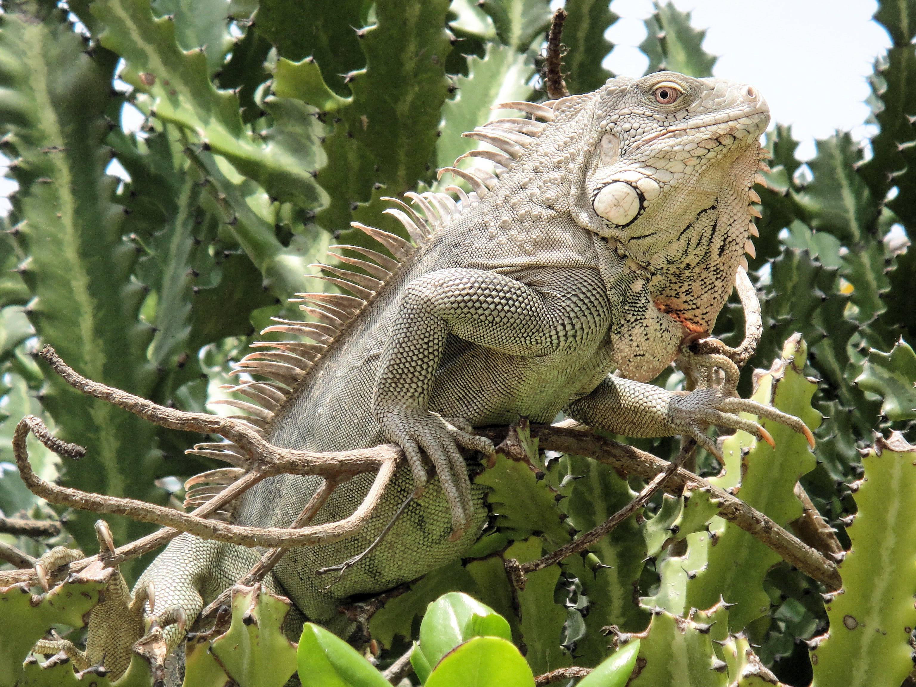 vertebrate, animal themes, lizard, plant, leaf, iguana, beast, close-up, one animal, outdoors, nature, reptile, animal, branch, 2K, netherlands antilles, HD Wallpaper