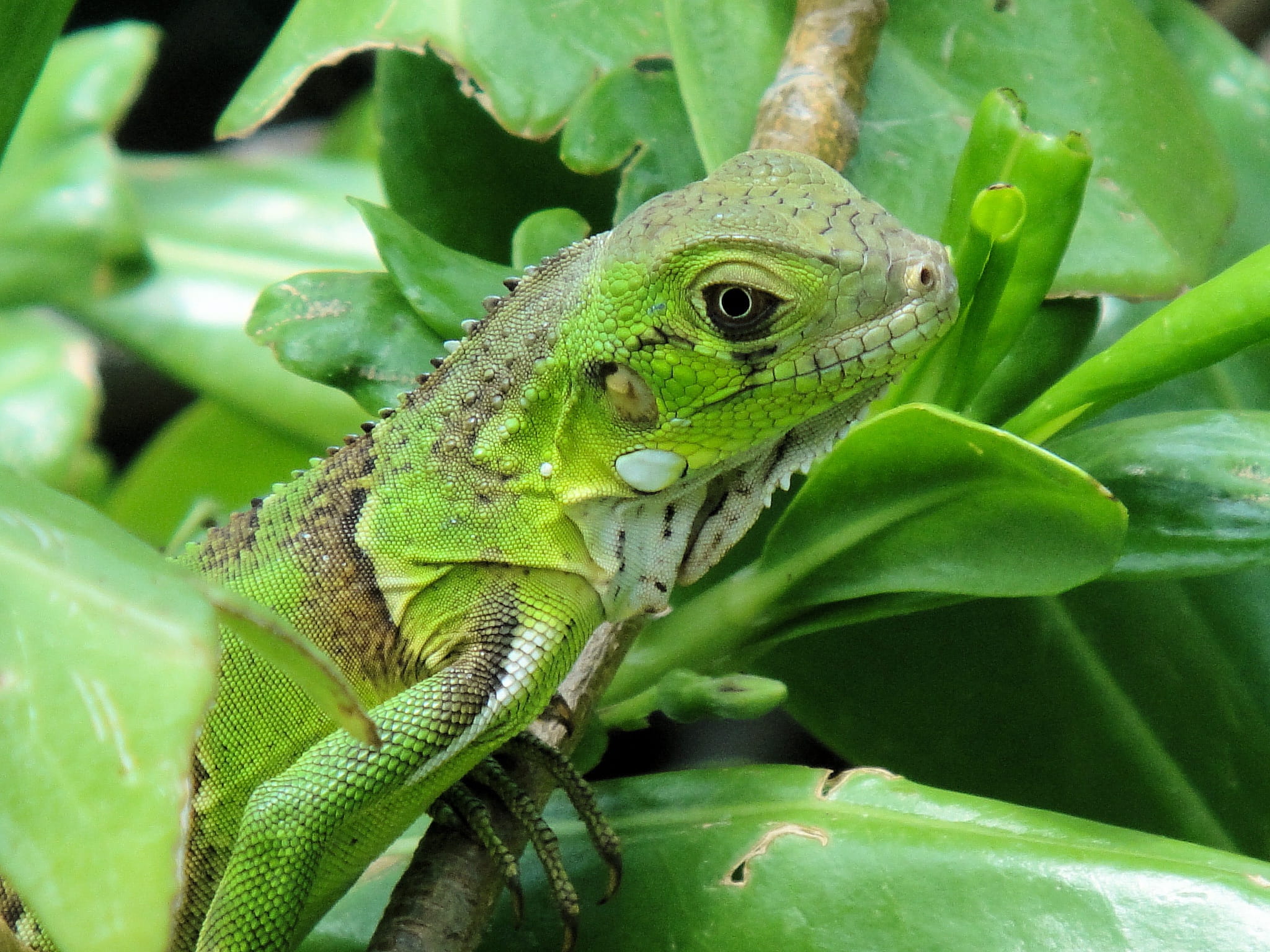 Iguana, lizard, Reptile, close-up, vertebrate, one animal, animal head, 1080P, no people, netherlands antilles, animal wildlife, green, plant part, green color, HD Wallpaper