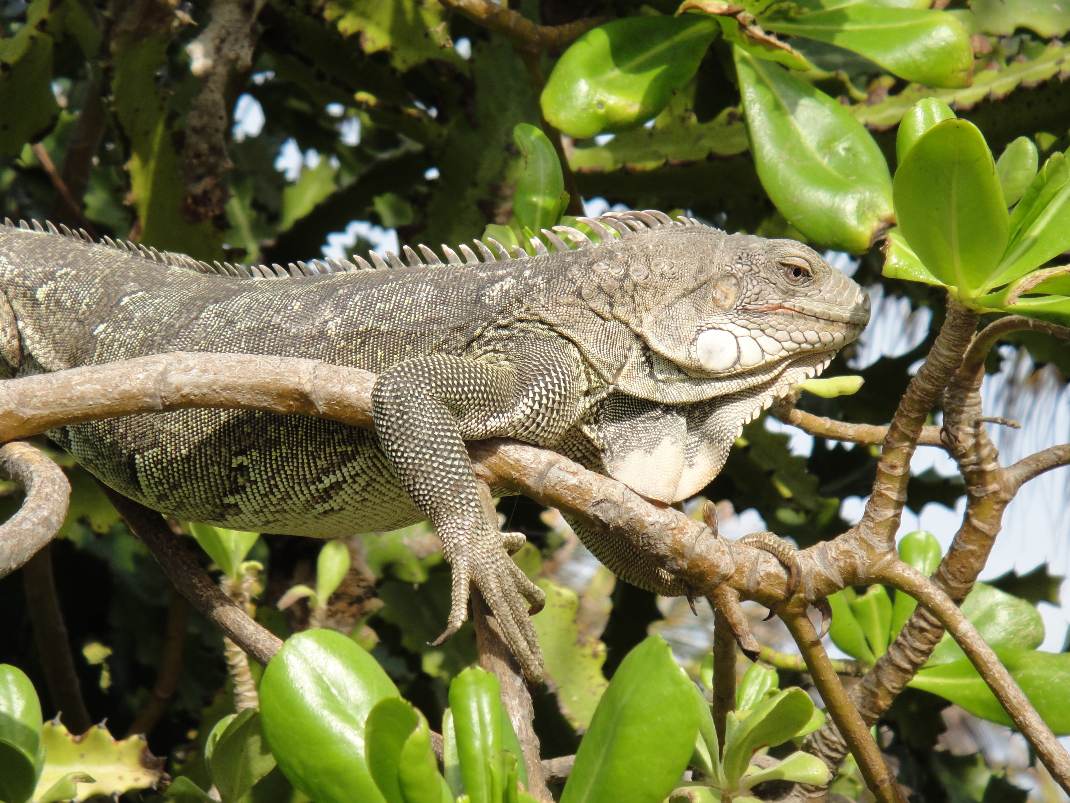 2K, sunlight, no people, one animal, nature, reptile, green color, animal wildlife, plant part, animal themes, bonaire, animal head, tree, animals in the wild, HD Wallpaper