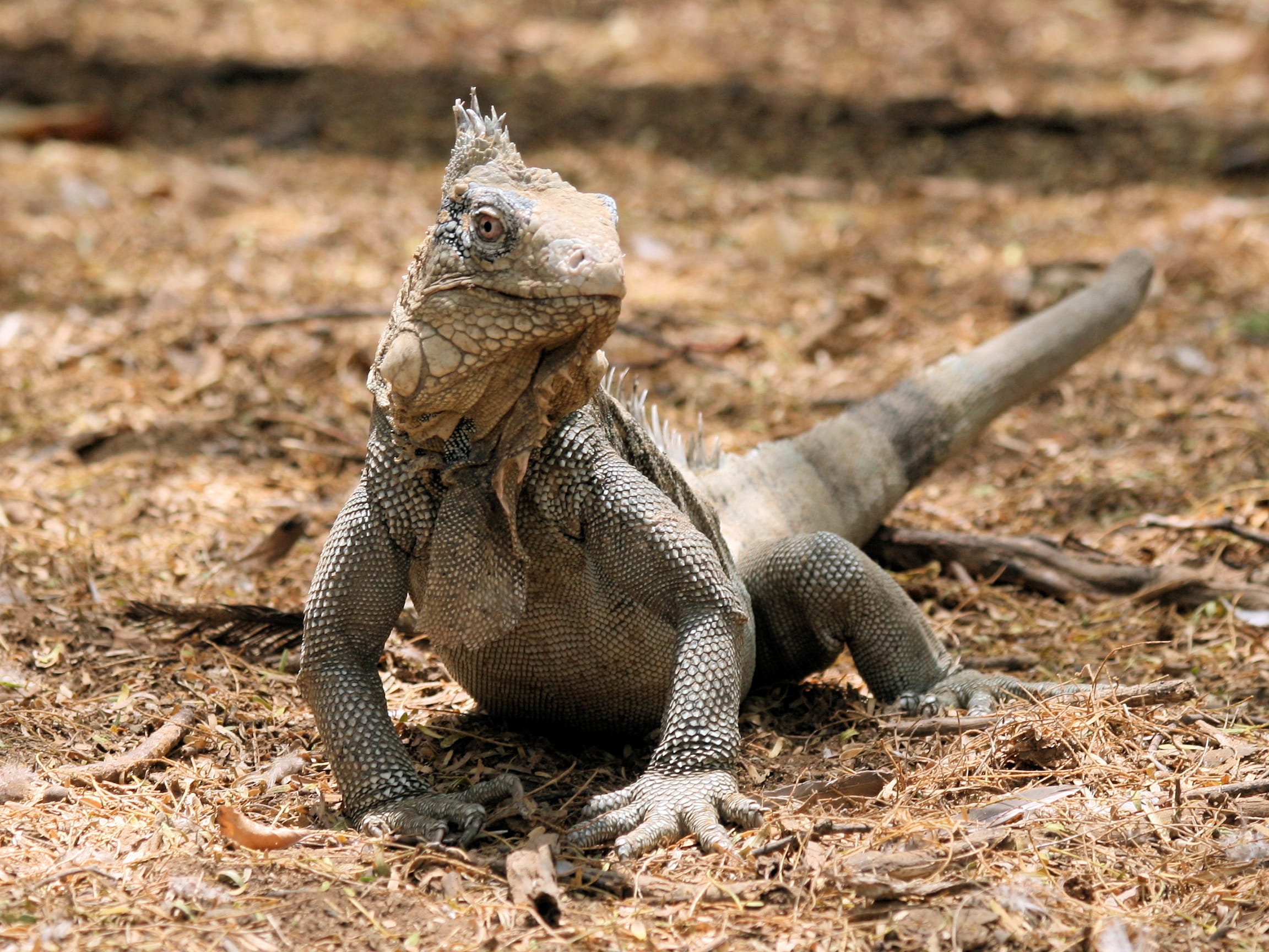green, no people, Bonaire, lizard, animal, 1080P, one animal, full length, close-up, animal themes, Reptile, Nature, looking, land, Iguana, outdoors, Beast, HD Wallpaper