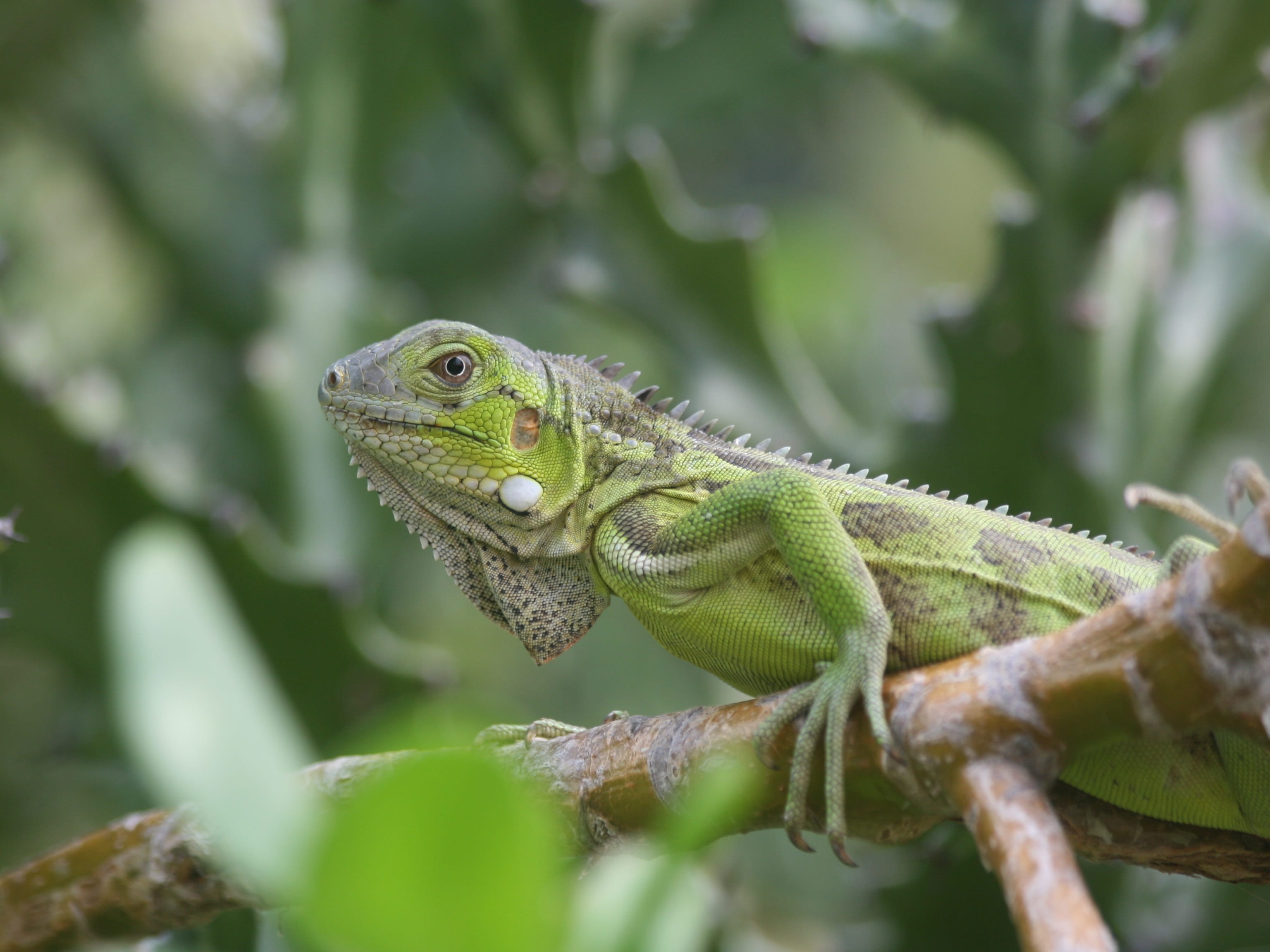 animals in the wild, Iguana, animal themes, animal wildlife, plant, one animal, close-up, branch, Nature, animal body part, Reptile, green color, tree, HD Wallpaper