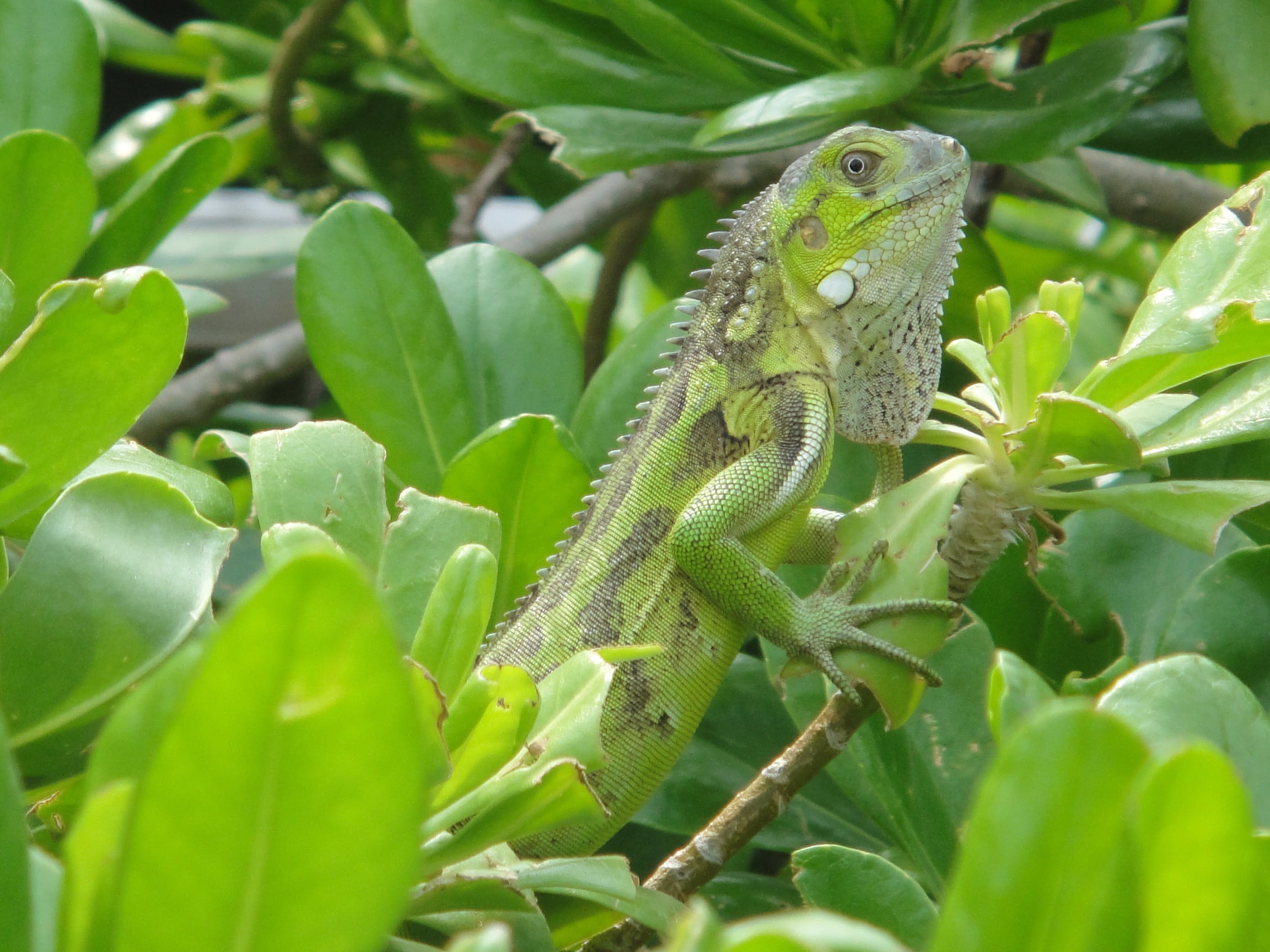 plant, plant part, iguana, growth, nature, no people, 1080P, tree, animal wildlife, day, lizard, one animal, outdoors, beast, netherlands antilles, animal scale, HD Wallpaper