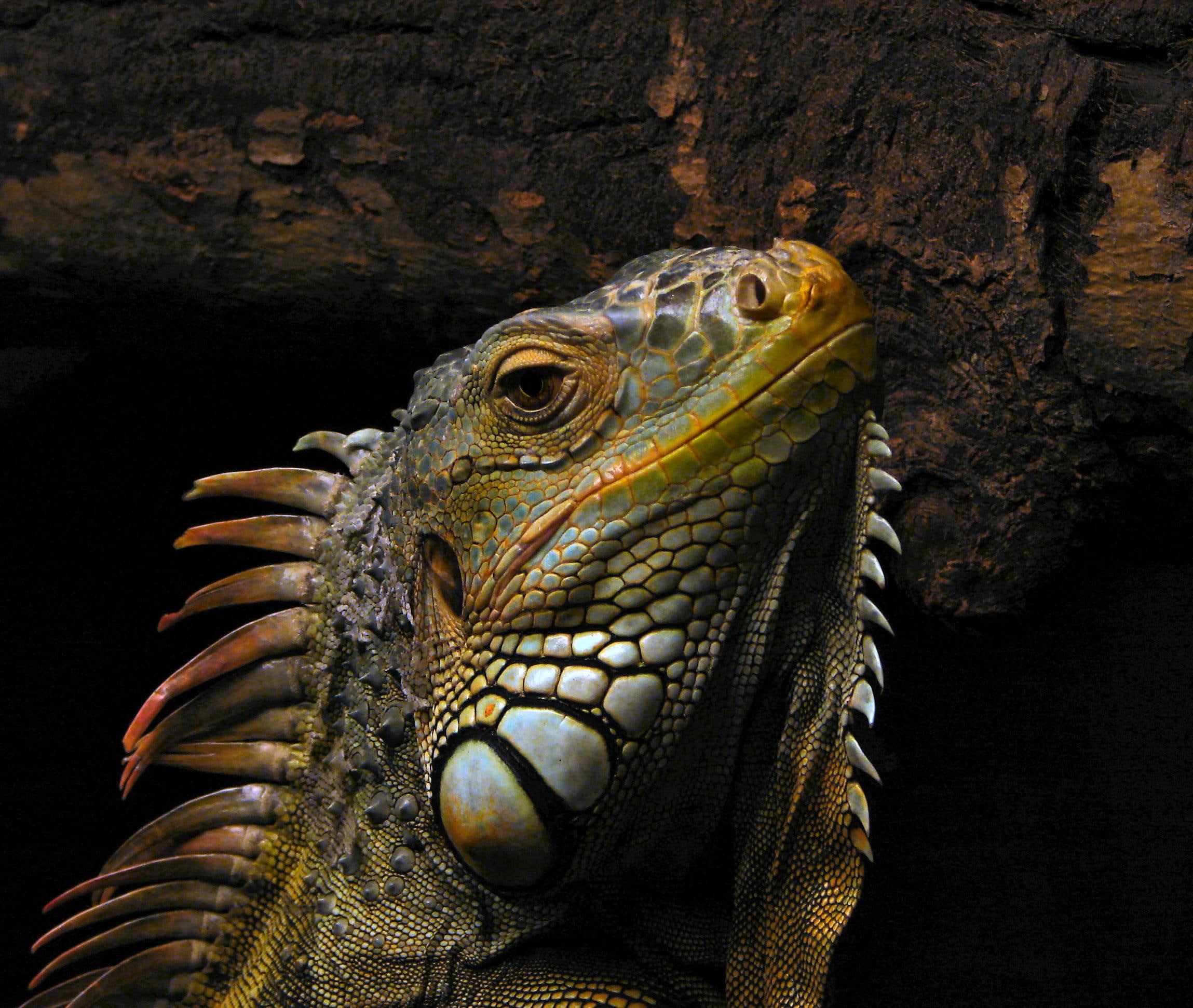 1080P, animal, iguana, animals, reptile, charlie, male, green, HD Wallpaper