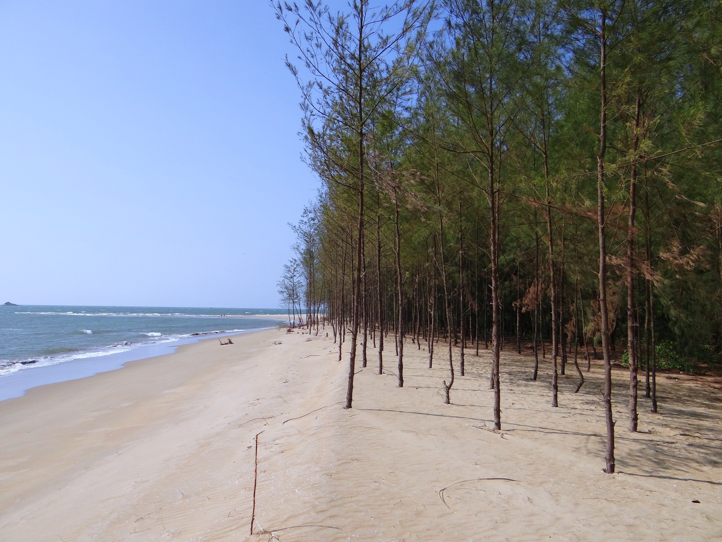 idyllic, plant, scenics - nature, sea, non-urban scene, sky, casuarina forest, nature, sand, water, clear sky, beach, day, land, white sand, tranquility, HD Wallpaper