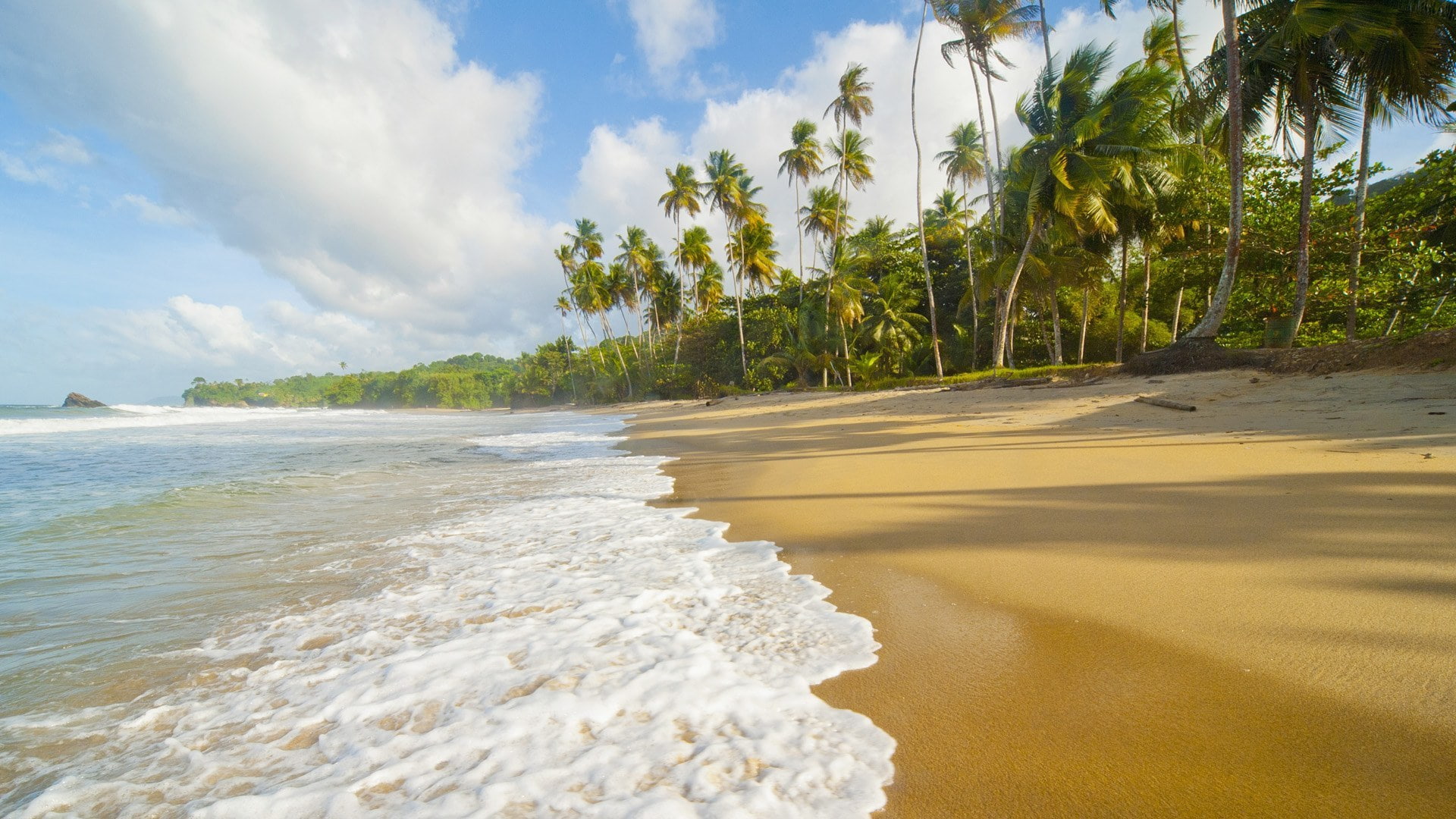 Paradise, The Caribbean sea, Antilles, sand, 1080P, shore, palm trees, beach, sea, The Atlantic ocean, nature, HD Wallpaper