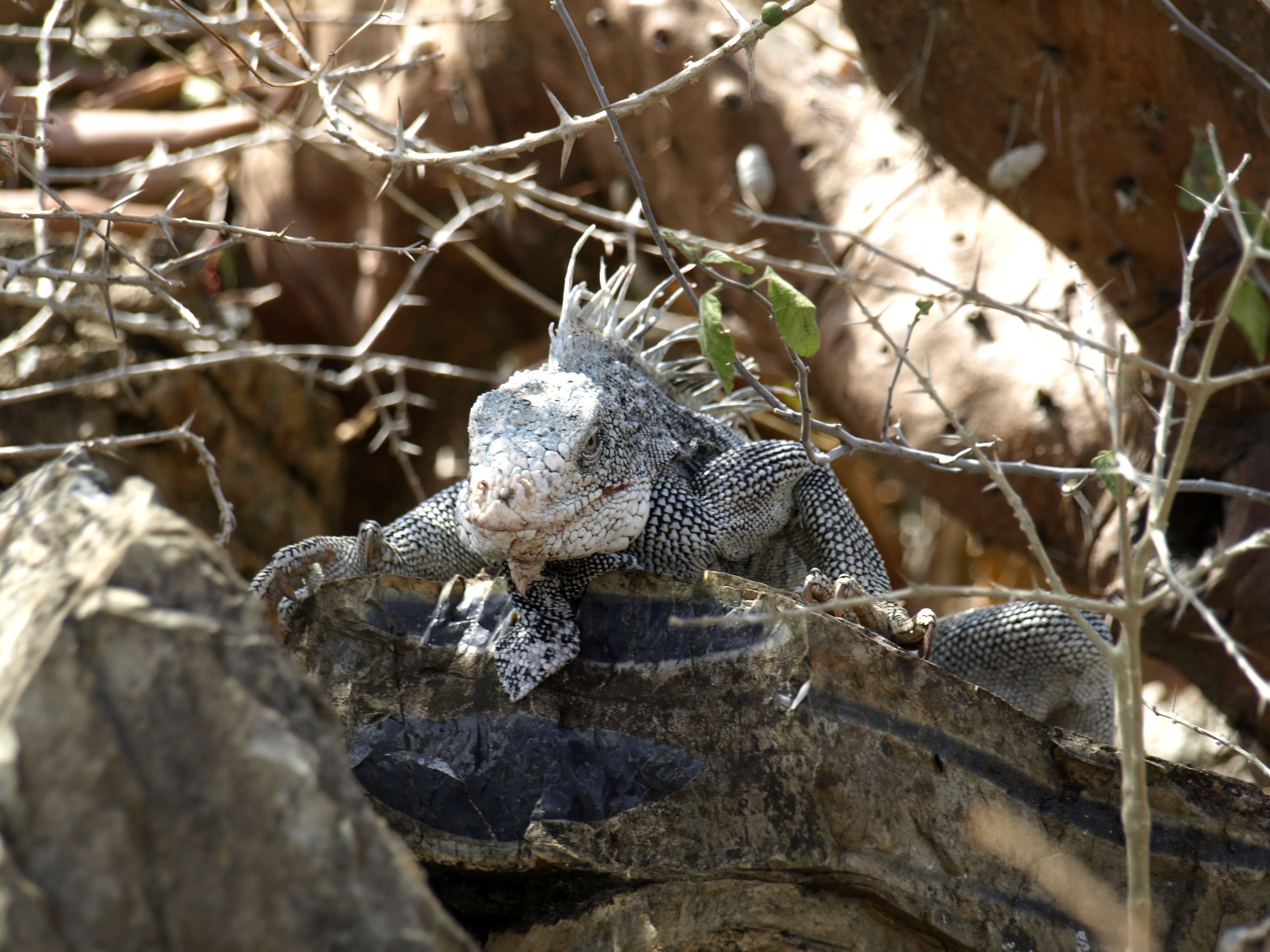 fauna, creature, one animal, vertebrate, grim, quenching, biology, prehistoric times, day, on the lurking, pattern, Scale, sneaky, eye, bearded dragon, HD Wallpaper
