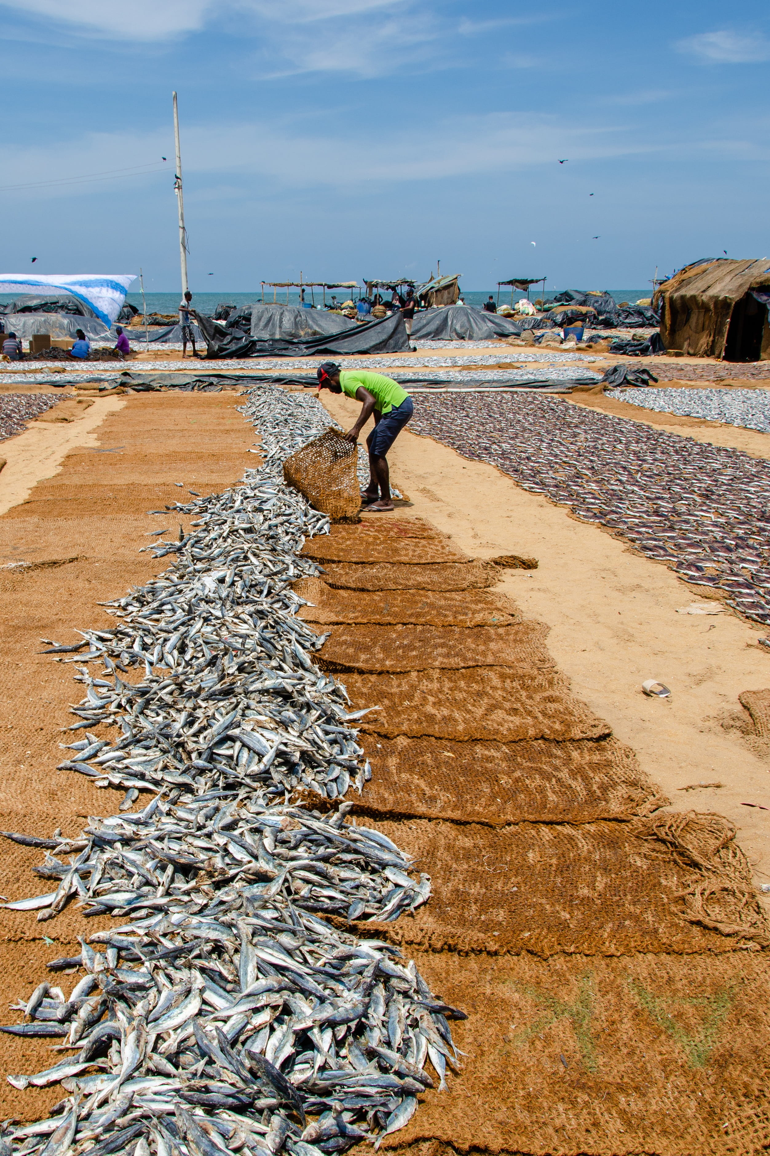 fishing industry, sky, fishing, sardines, negombo, fish market, asia, fish, water, men, real people, 2K, day, people, sea, full length, lifestyles, outdoors, Phone HD Wallpaper