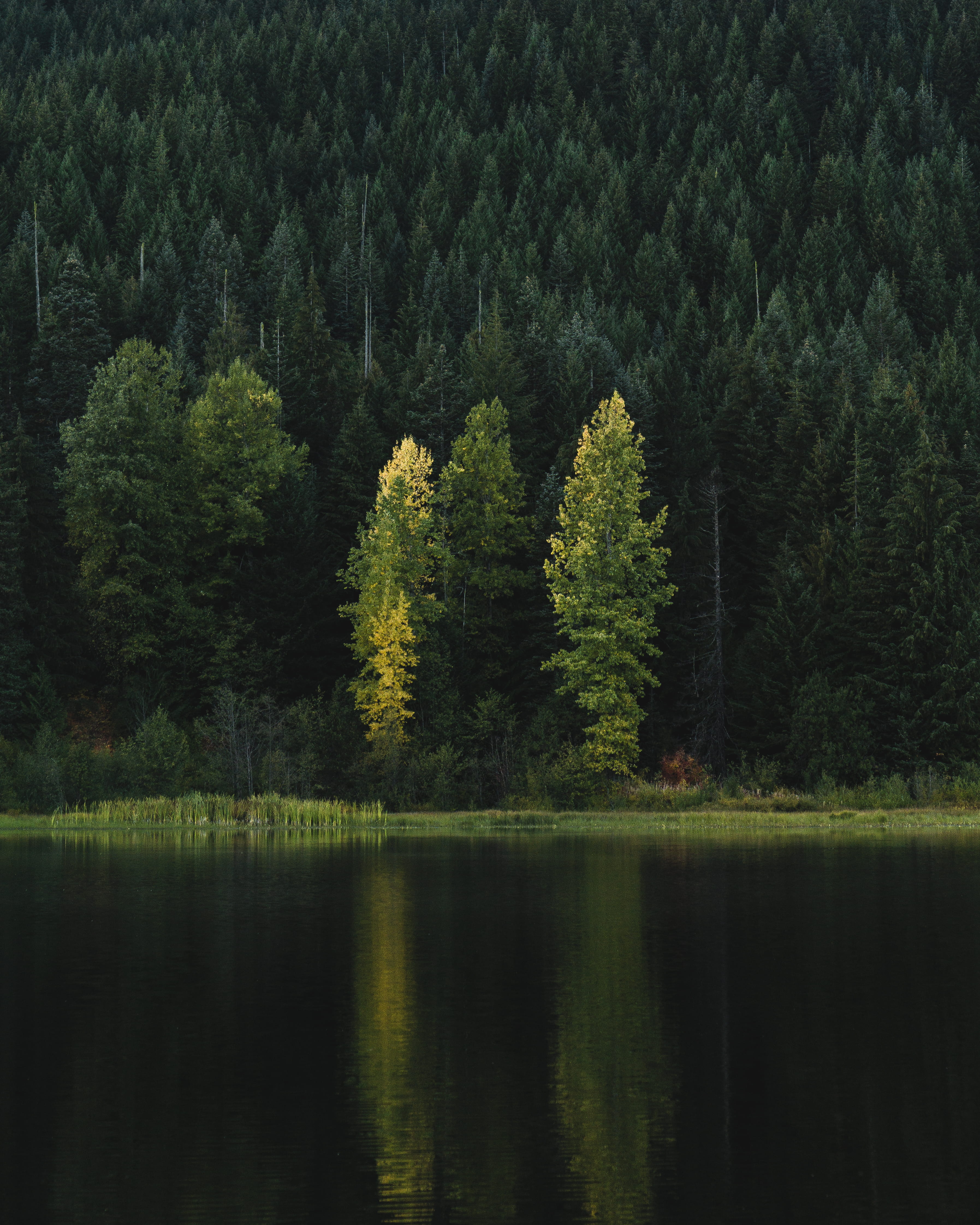 reflection lake, outdoors, day, coniferous tree, scenics - nature, tranquility, wildlife, body, tree, pine woodland, idyllic, waterfront, green color, woodland, Phone HD Wallpaper