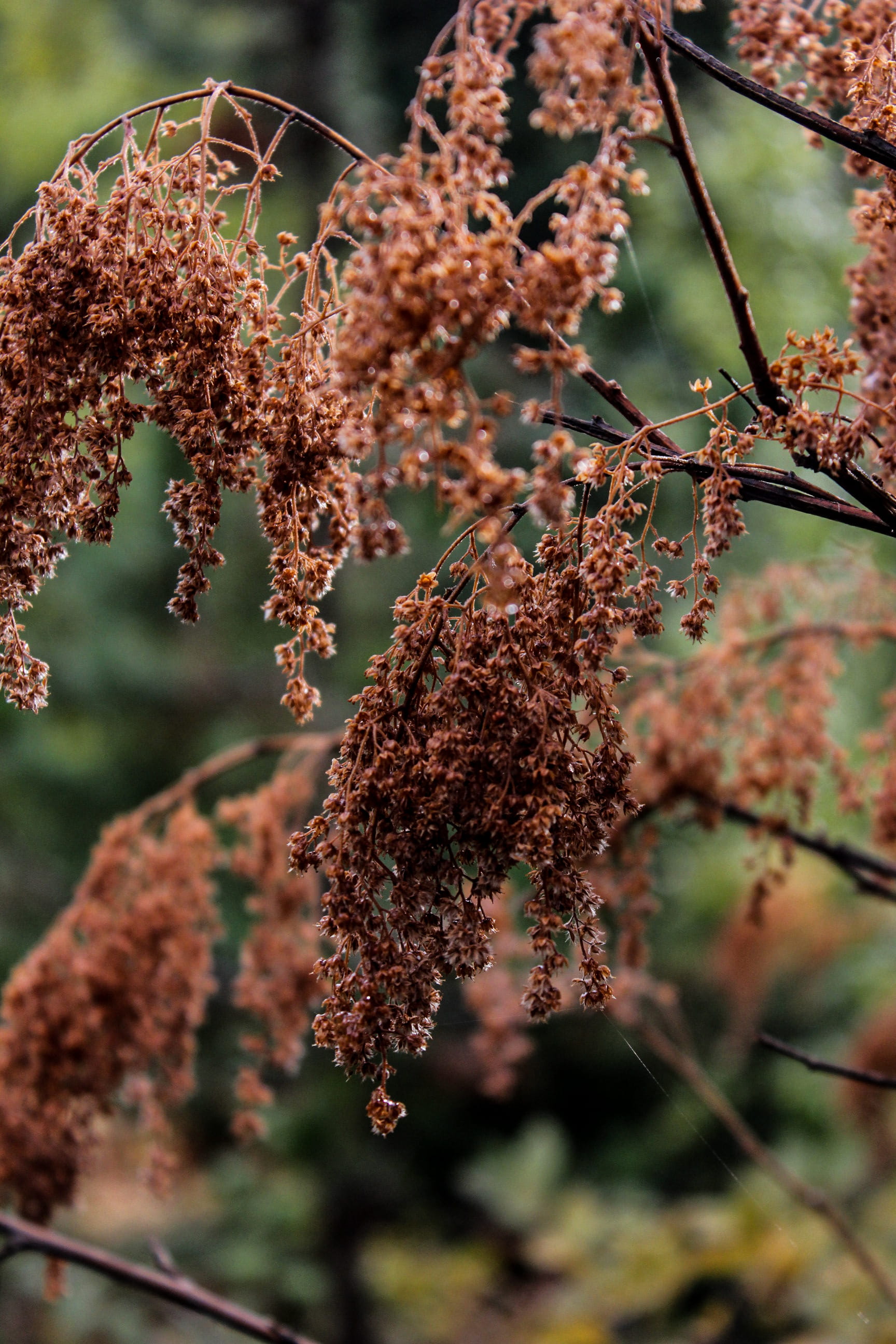 dried, mount hood, day, selective focus, branch, focus on foreground, portland, autumn, tree, pdx, fall, vulnerability, trees, dry, outdoors, close-up, Phone HD Wallpaper