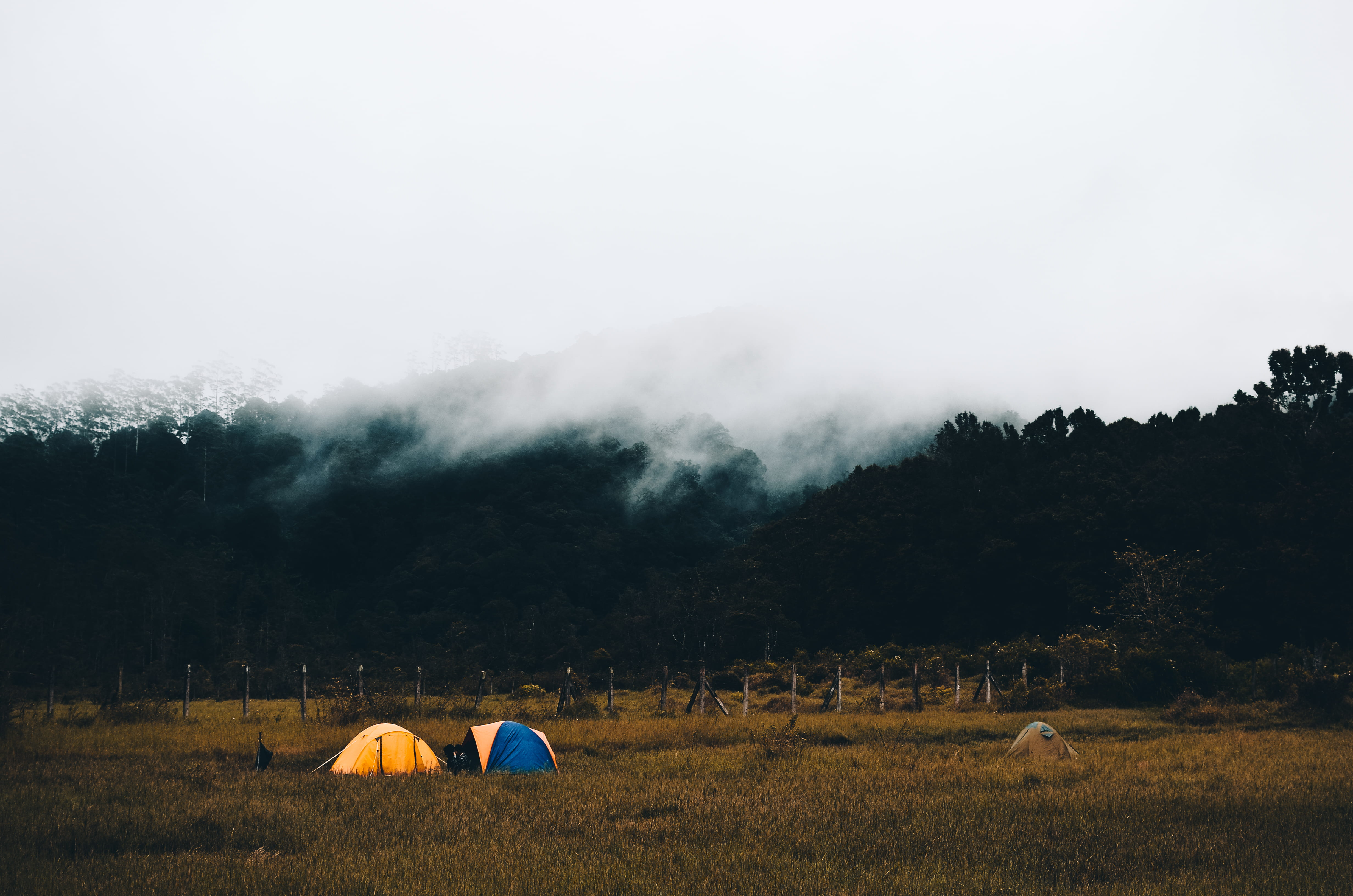 nature, forest, grass, tranquil scene, camping, blue, beauty in nature, 4K, animal, tents, two, environment, tent, ground, no people, dome, yellow, non-urban scene, HD Wallpaper