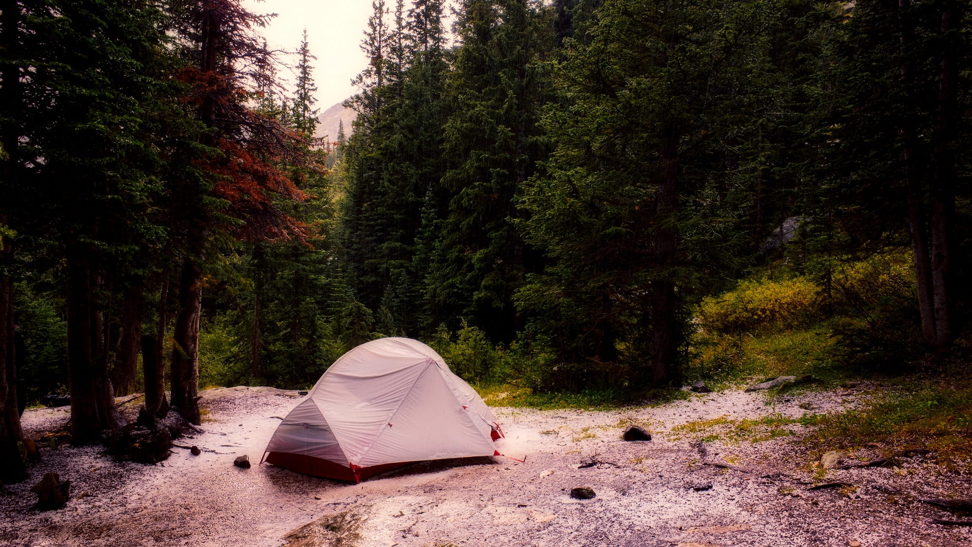 forest, trees, tourism, woods, land, landscape, no people, beside, tranquility, white, scenics - nature, growth, plant, outdoors, 1080P, sunlight, camping, HD Wallpaper