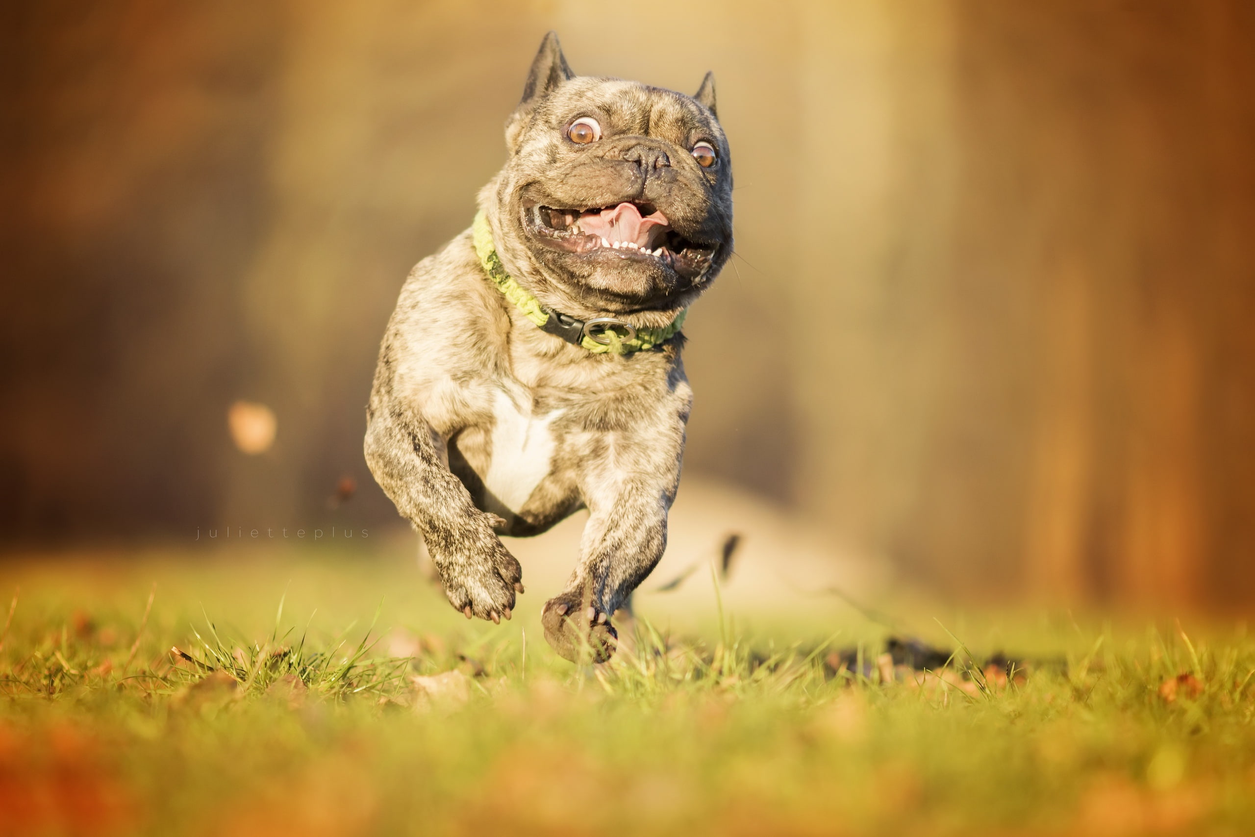 French bulldog, 2K, dog, look, running, HD Wallpaper