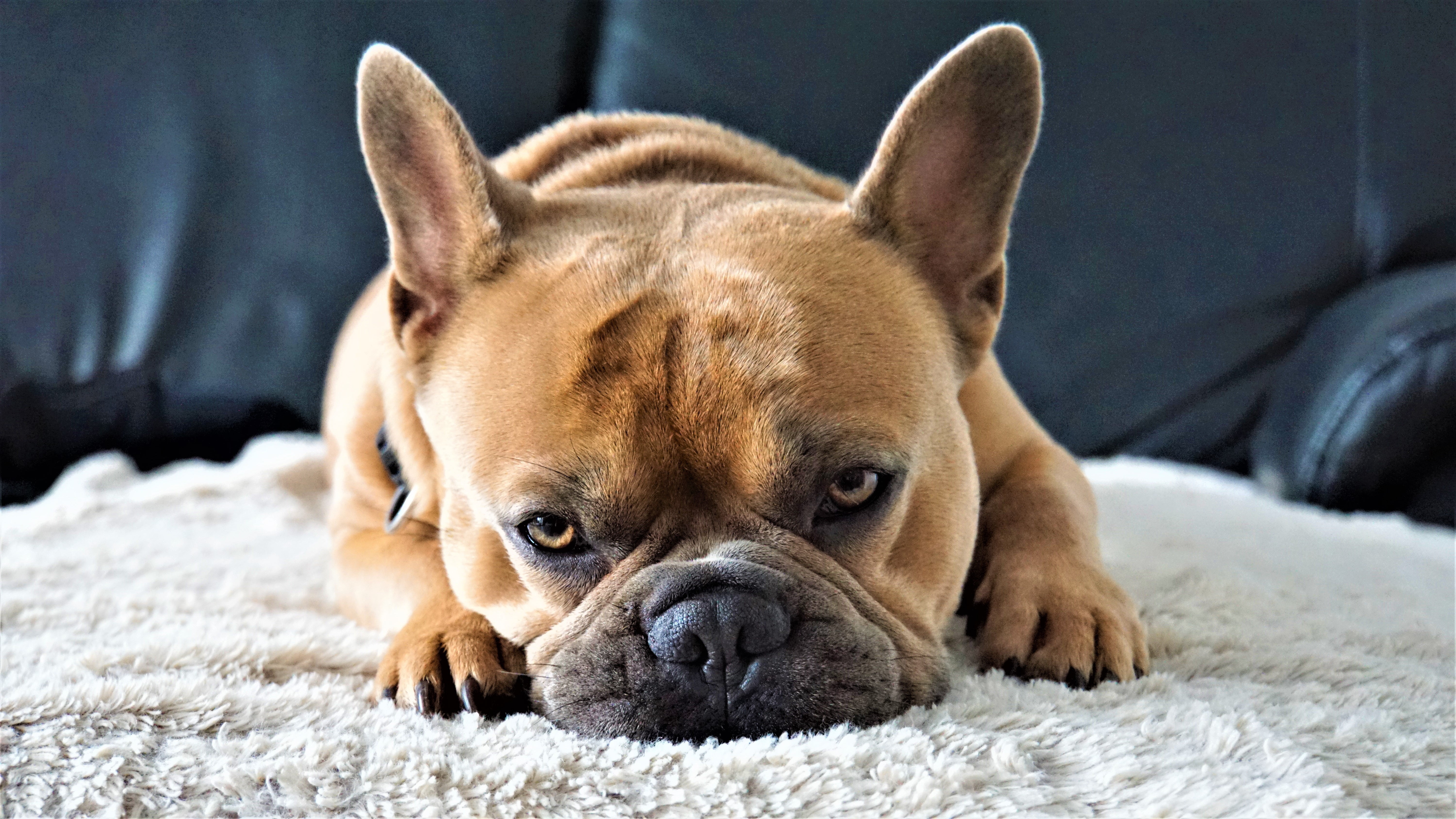 5K, 4k, bulldog, kravat, 8k, Dog, French bulldog, look, HD Wallpaper