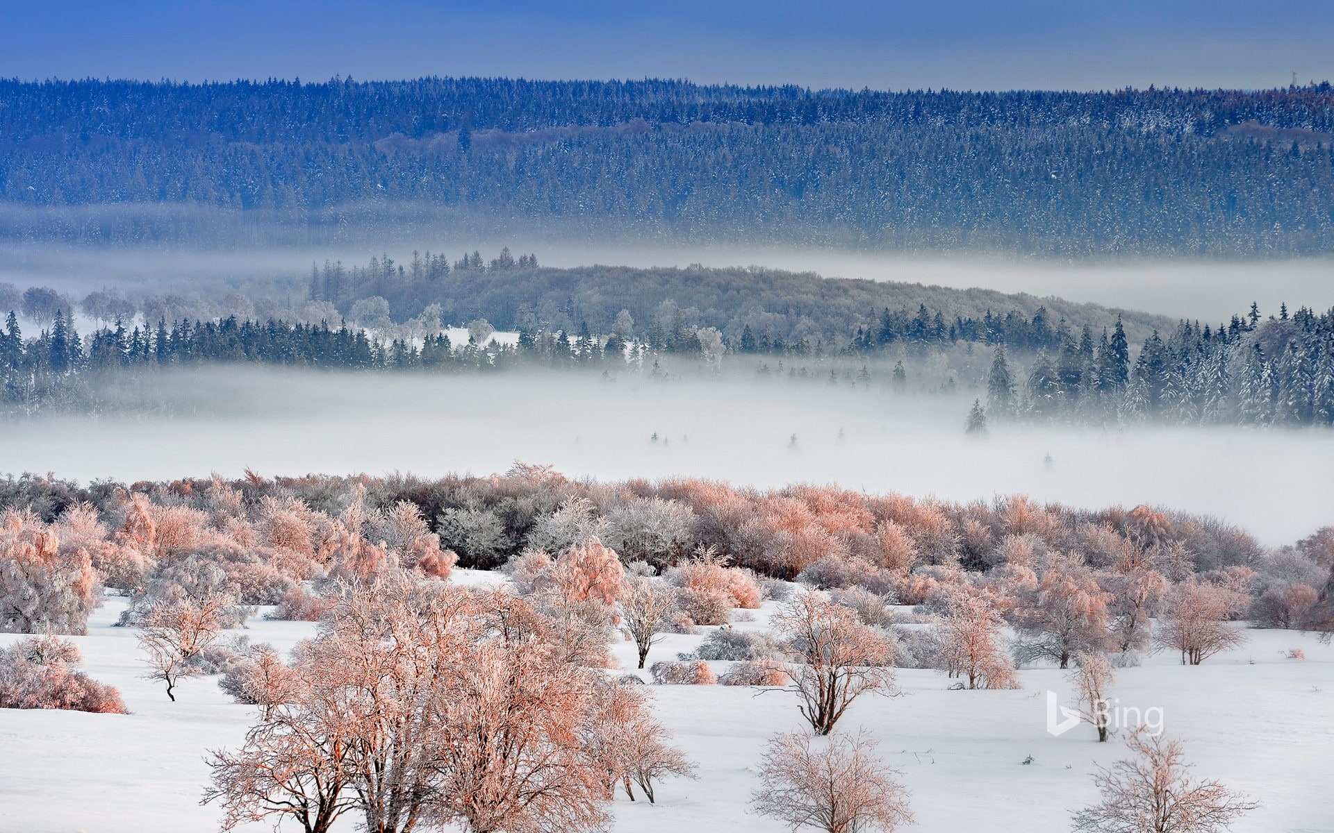 1080P, scenics - nature, no people, eifel, national, environment, tranquility, non-urban scene, tree, winter, idyllic, fog, land, sky, desktop, beauty in nature, HD Wallpaper