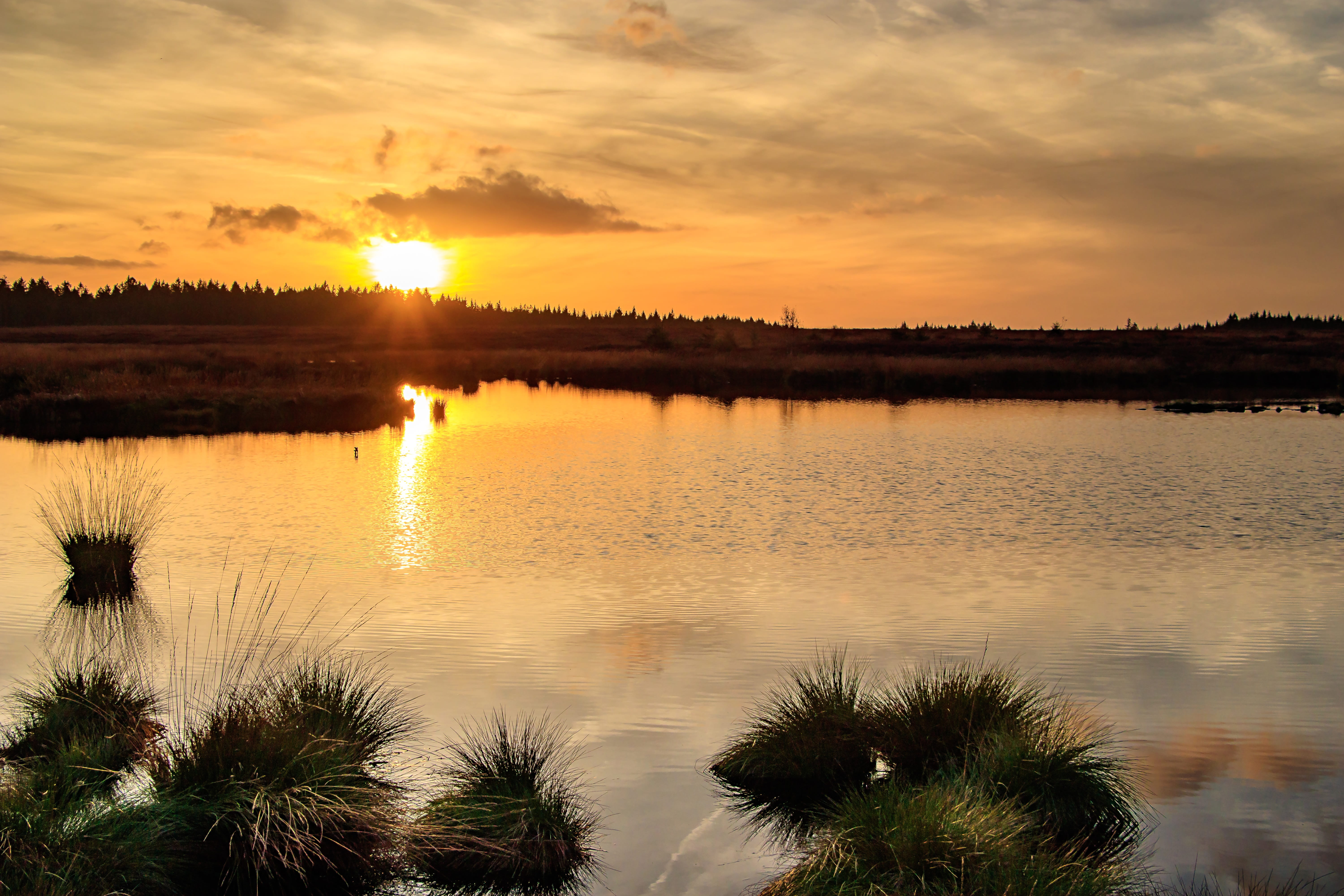 tree, high fens, swamp, sunlight, tranquility, marsh, swampy, scenics - nature, abendstimmung, wetland, plant, landscape, mood, orange color, eifel, sky, HD Wallpaper