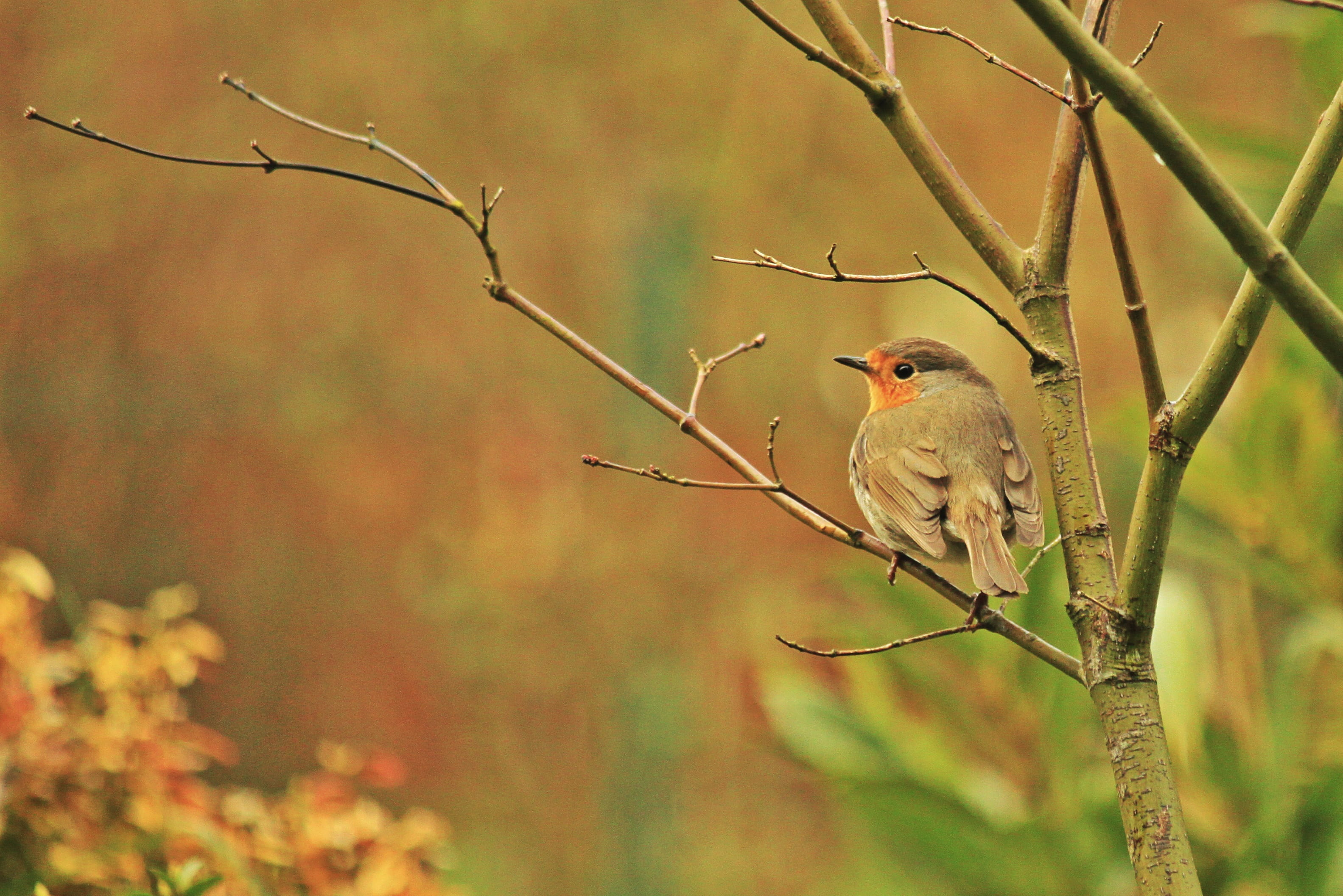 plant part, 2K, close, sit, animals, bill, one animal, robin, animals in the wild, focus on foreground, animal world, beauty in nature, small, bird locations, HD Wallpaper