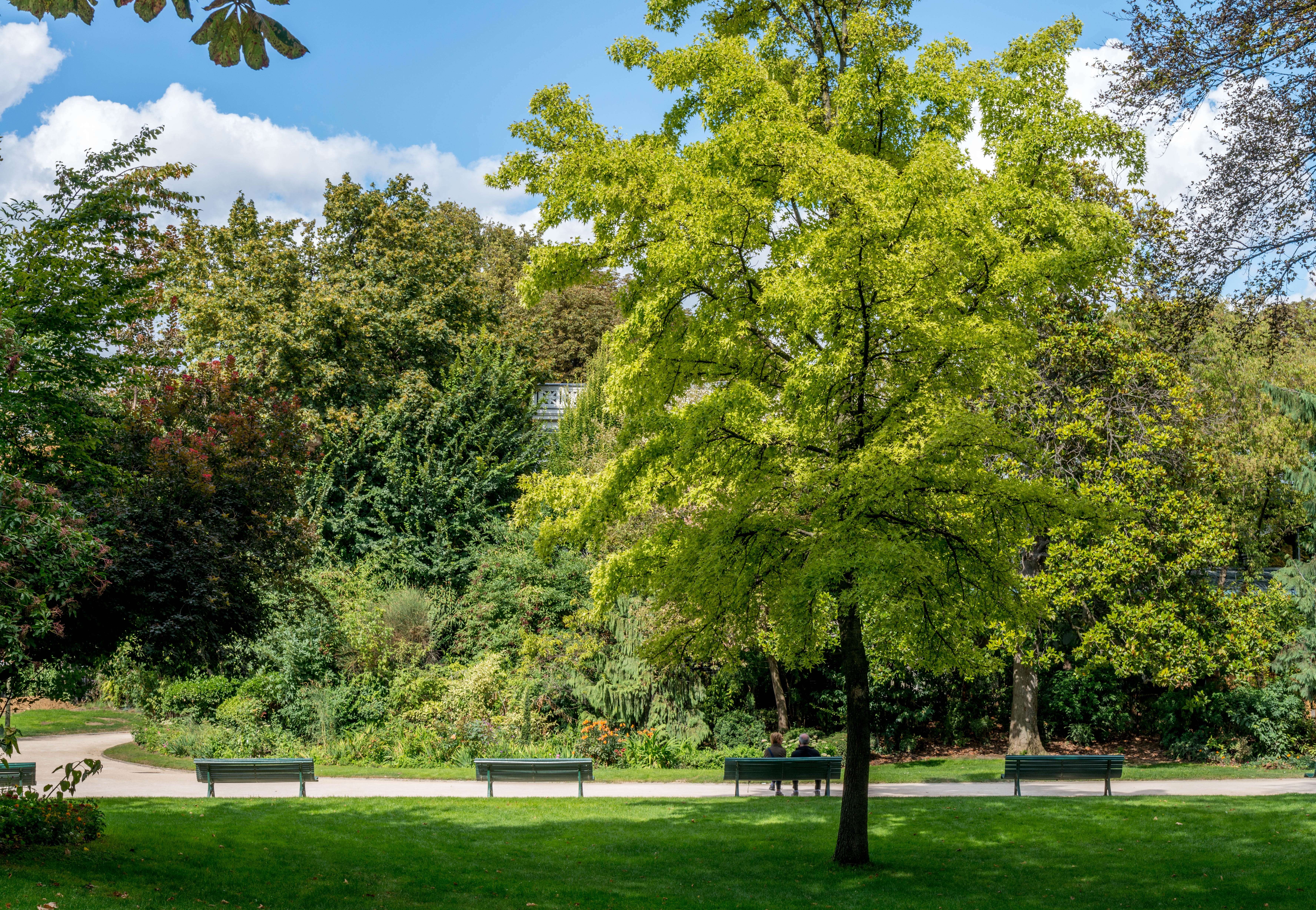 couple, growth, seat, bench, no people, grass, tree, park - man made space, champs elysees, day, tranquil scene, garden, green color, sunlight, outdoors, HD Wallpaper