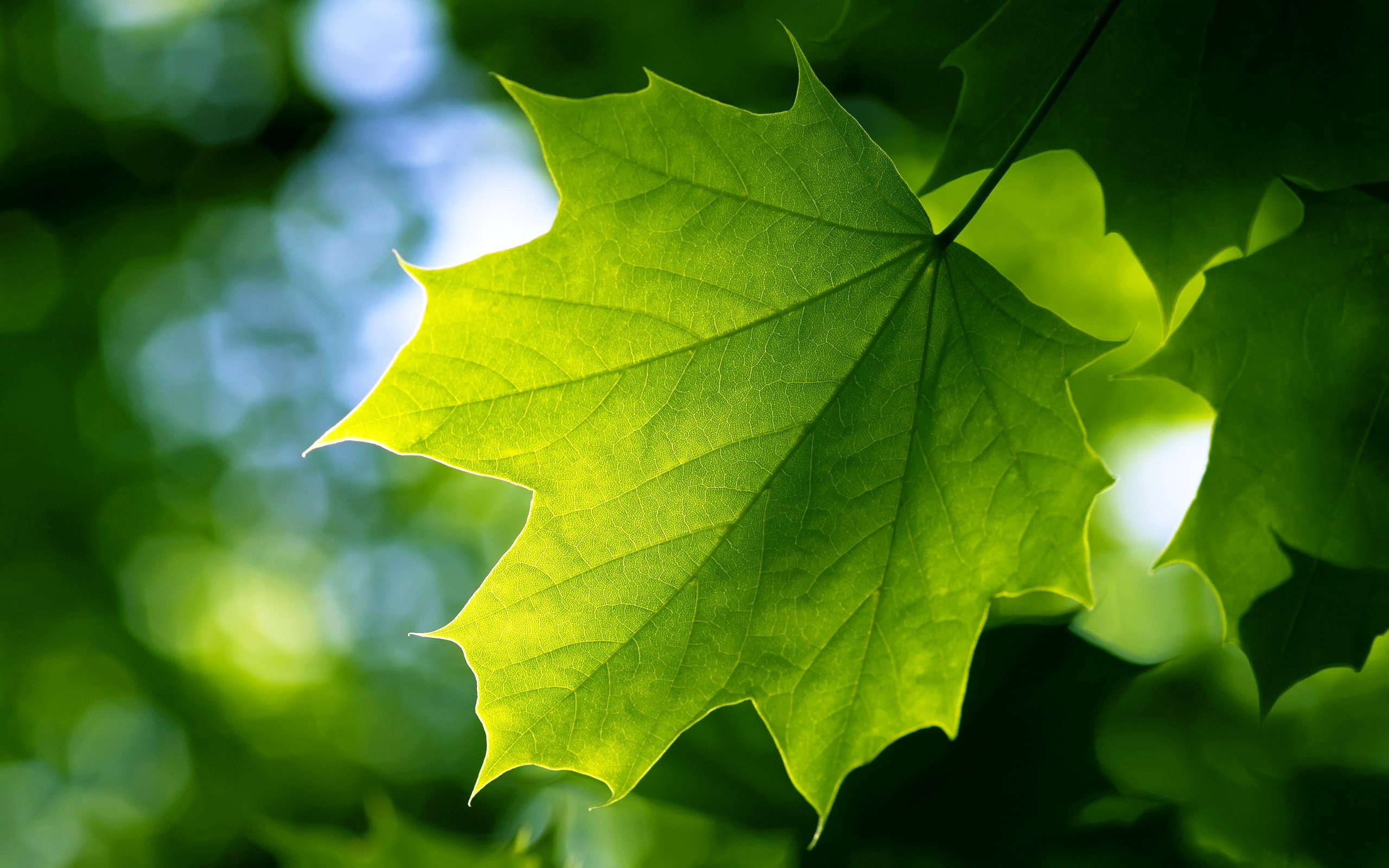 natural, laptopk, 2K, 2560x1600, backround, HD Wallpaper
