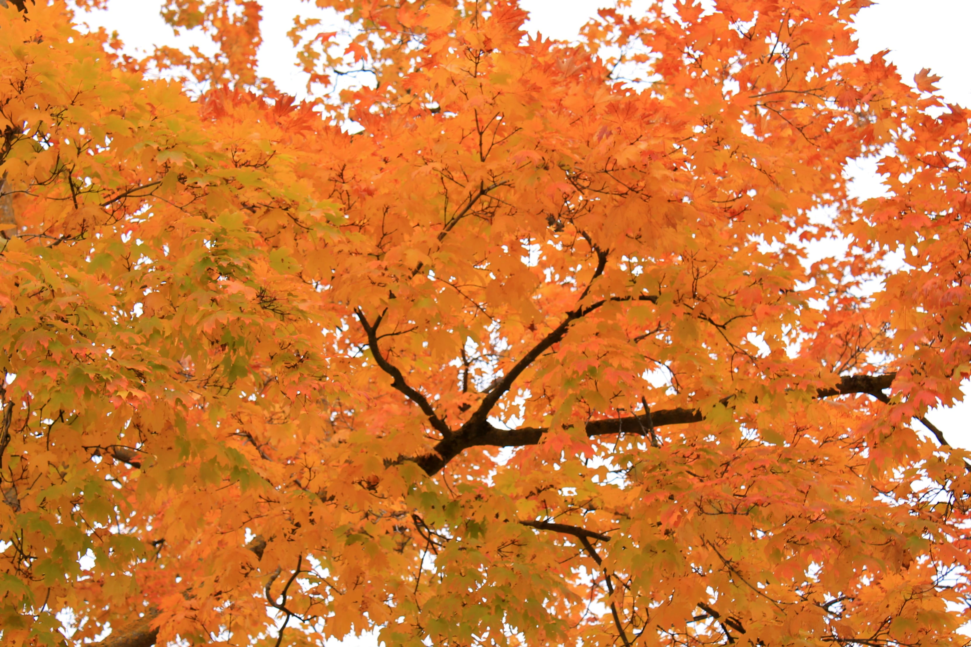 maple tree, plant, day, tranquil scene, outdoors, fall, leaves, change, autumn collection, maple leaf, nature, 2K, growth, scenics - nature, HD Wallpaper