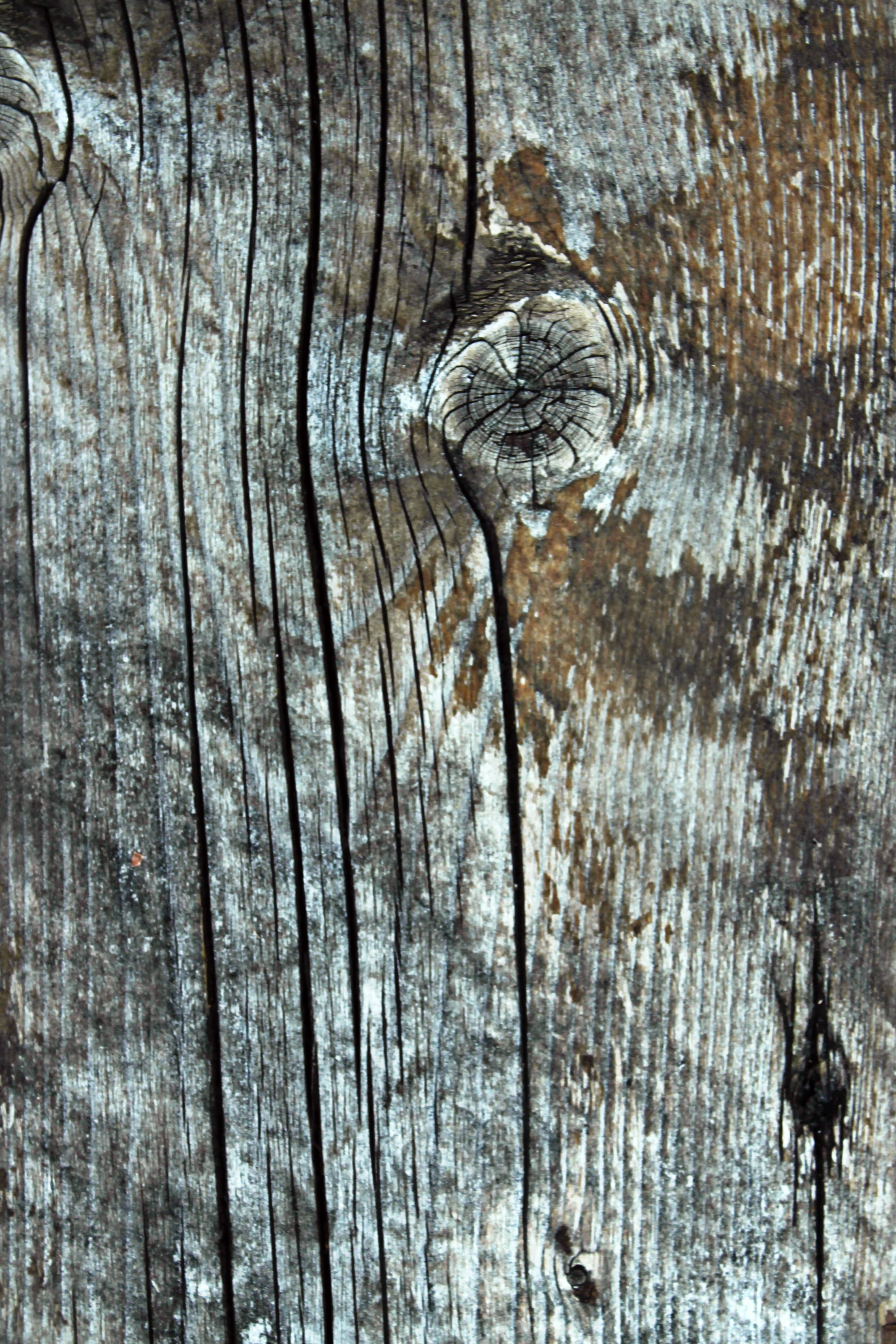 2K, pattern, full frame, tree, trunk, plant, textures, old, natural pattern, tree trunk, plank, close-up, knotted wood, textured effect, cracked, weathered, Phone HD Wallpaper