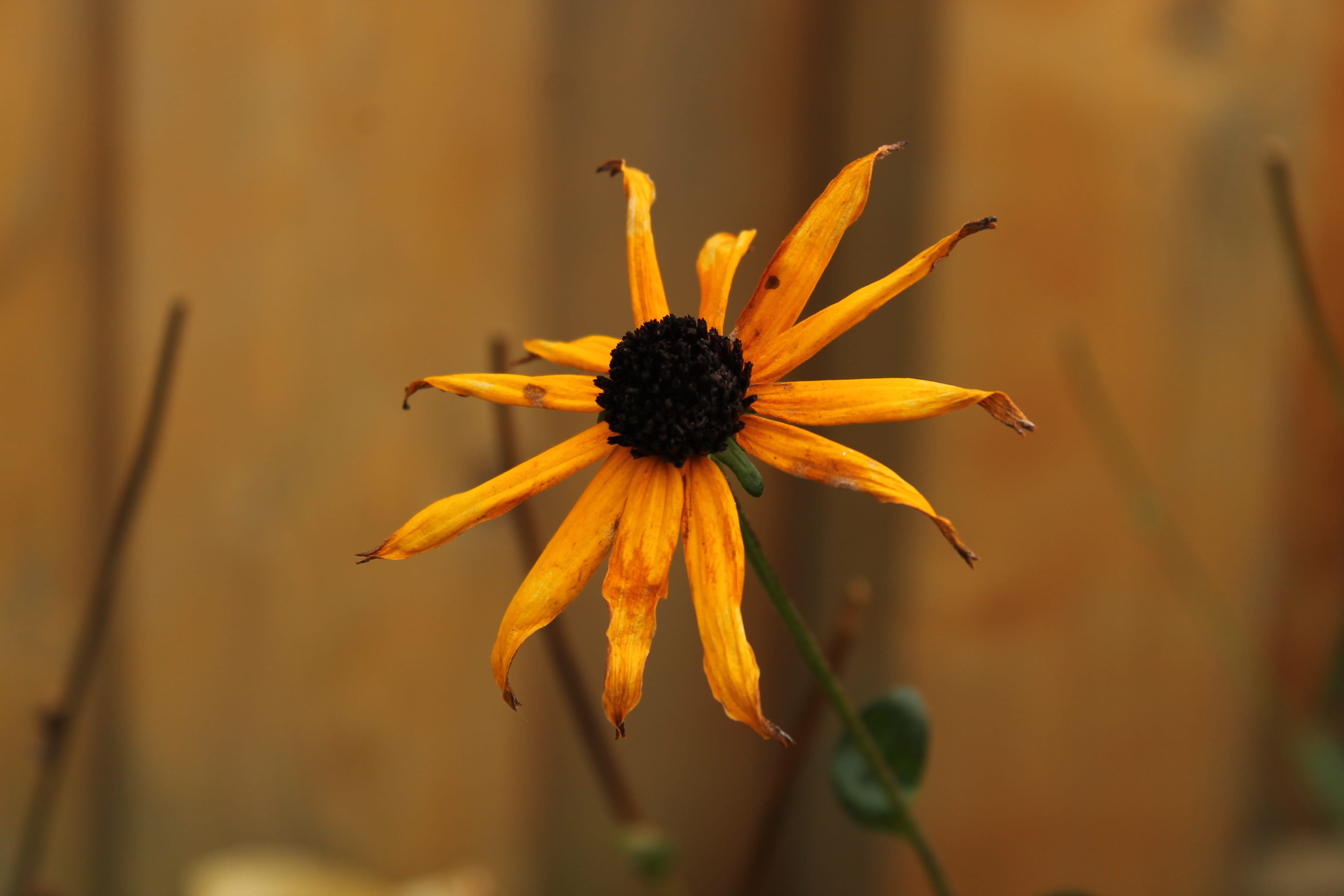 flower head, sunflower, pollen, outdoors, freshness, plant, petal, growth, coneflower, orange color, close-up, flowering plant, backround, nature, inflorescence, HD Wallpaper