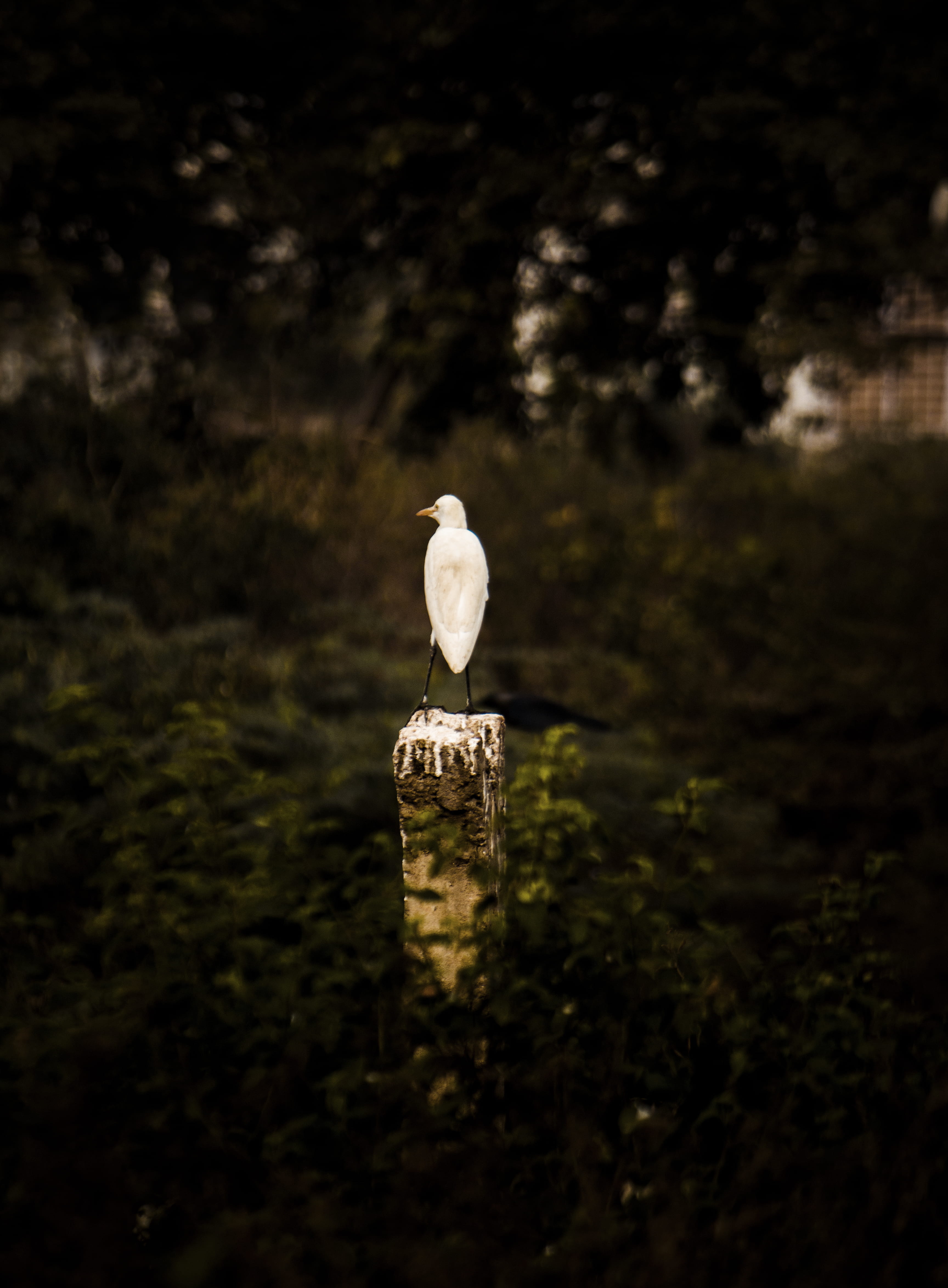 drakness, day, nature, white color, animals in the wild, animal themes, 4K, perching, animal wildlife, animal, forest, eagle, beauty in nature, seagull, Phone HD Wallpaper