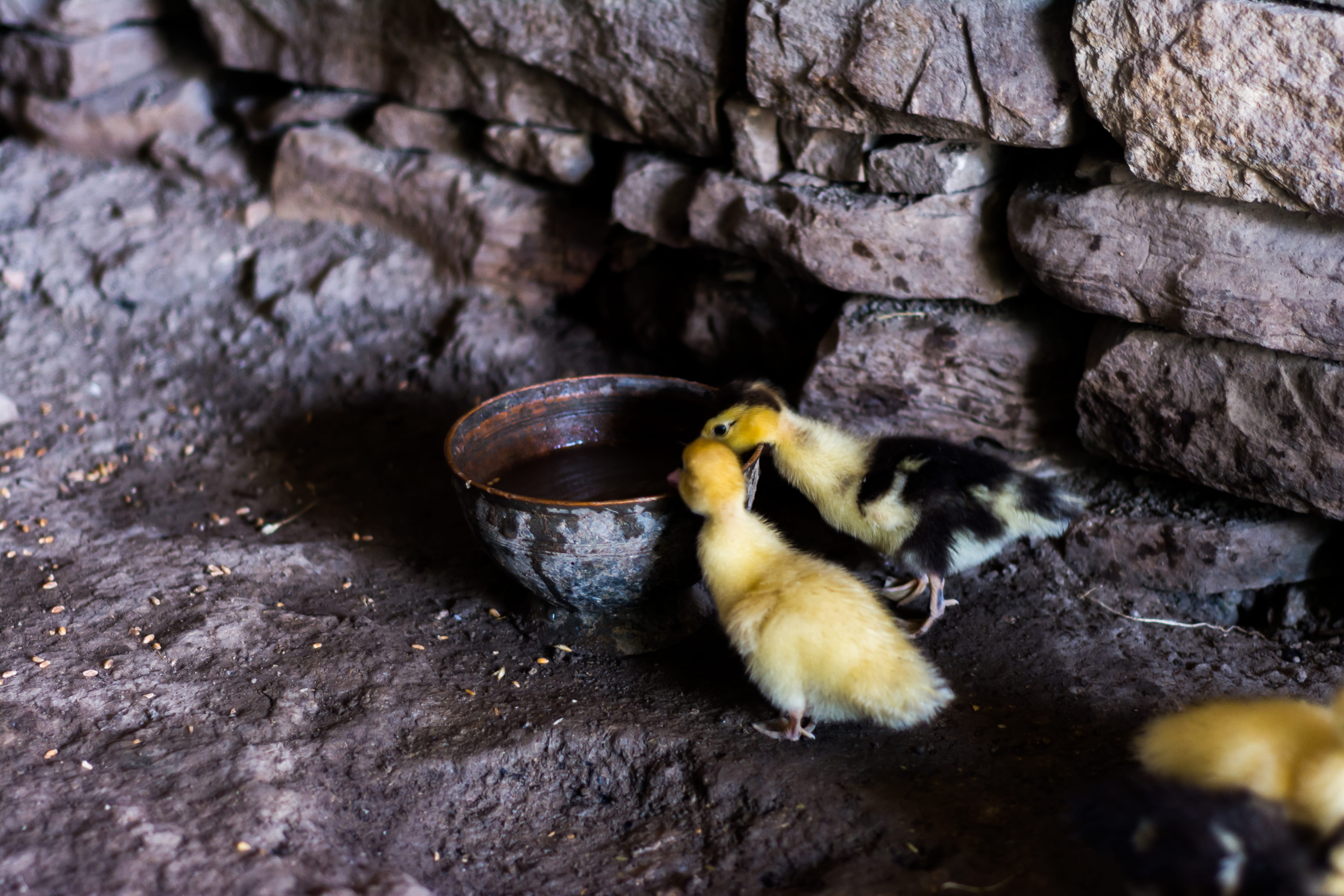 wall - building feature, young animal, animal themes, group of animals, solid, animals in the wild, 5K, food, day, eating, animal wildlife, animal, azerbaijan, HD Wallpaper