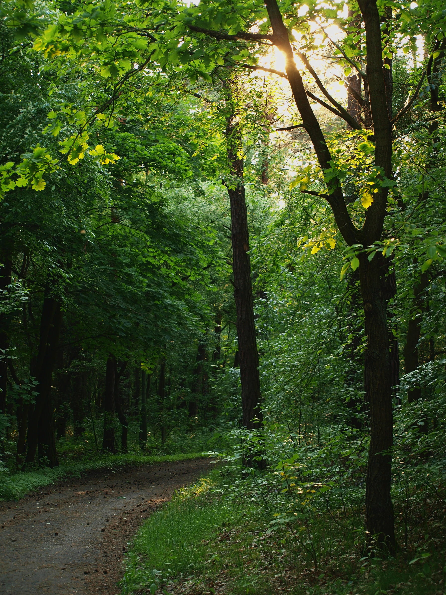 land, green, trail, tree, outdoors, beauty in nature, tree trunk, green color, lush foliage, forest, tranquil scene, colorful, no people, tranquility, environment, Phone HD Wallpaper