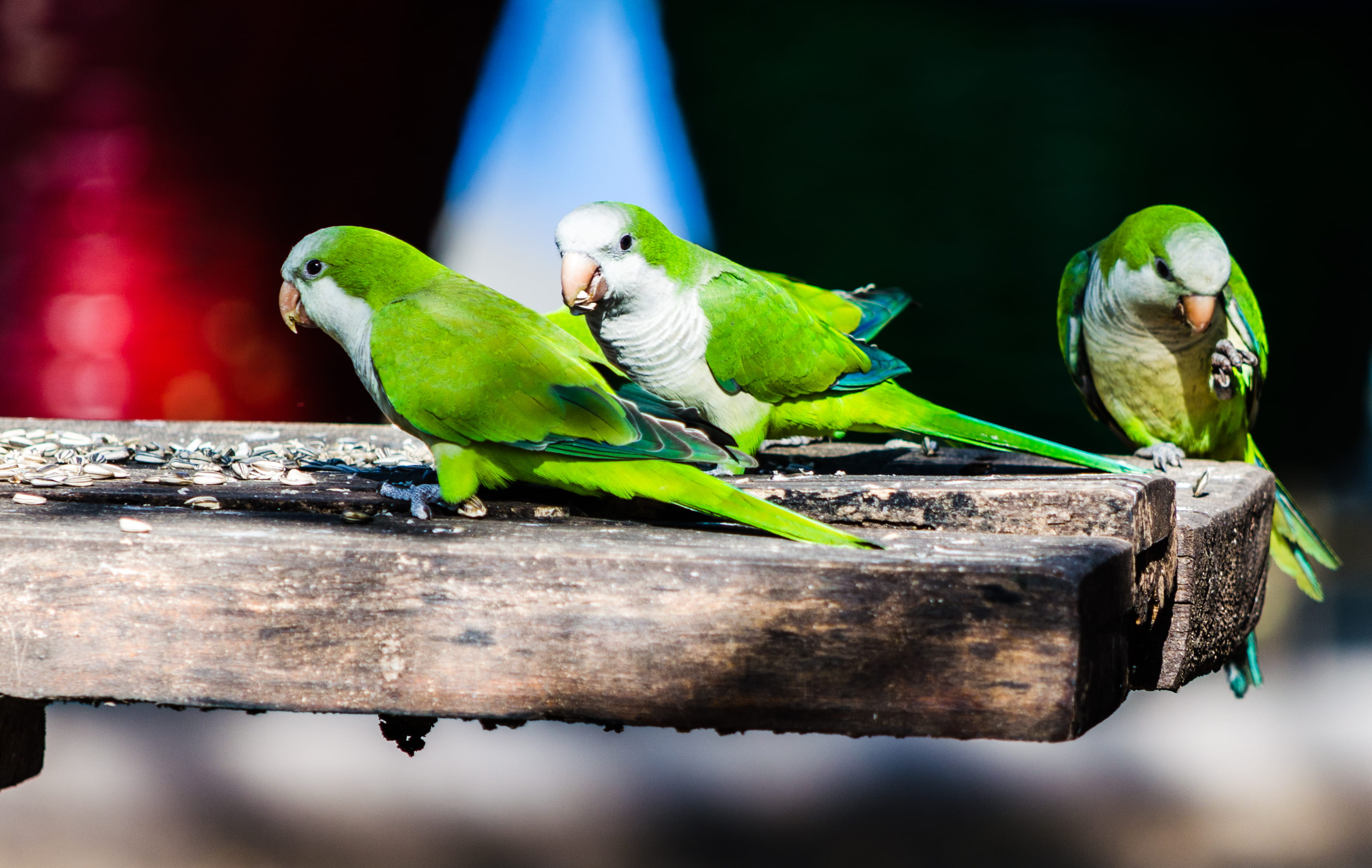 tree, animal themes, pantanal, day, bird, animals in the wild, parrot, rainforest, branch, fazenda santa clara, animal wildlife, parakeet, wood - material, HD Wallpaper