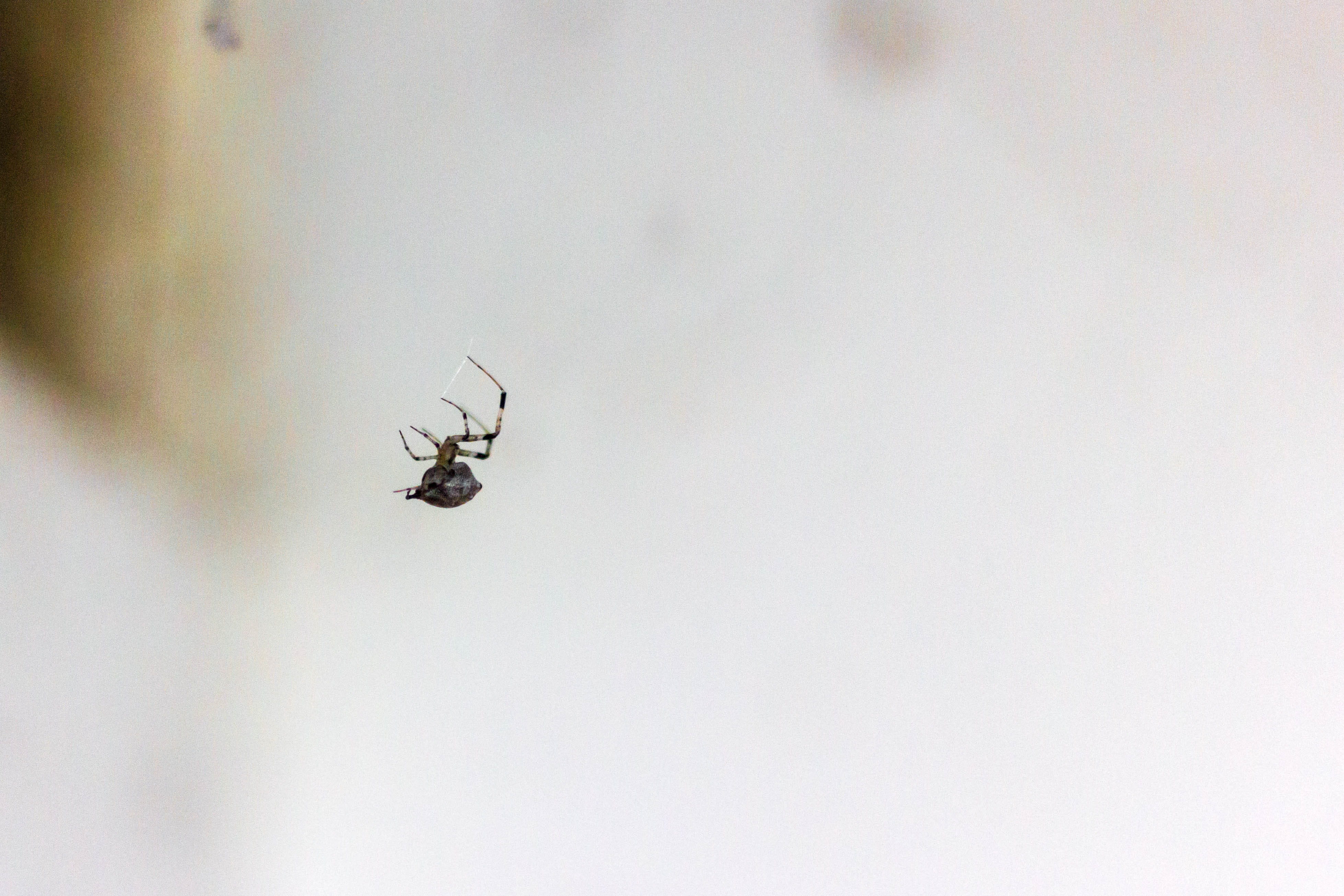 animals in the wild, 4K, day, aranha, animal body part, outdoors, low angle view, animal, lauro de freitas, arachnid, flying, arthropod, animal themes, HD Wallpaper