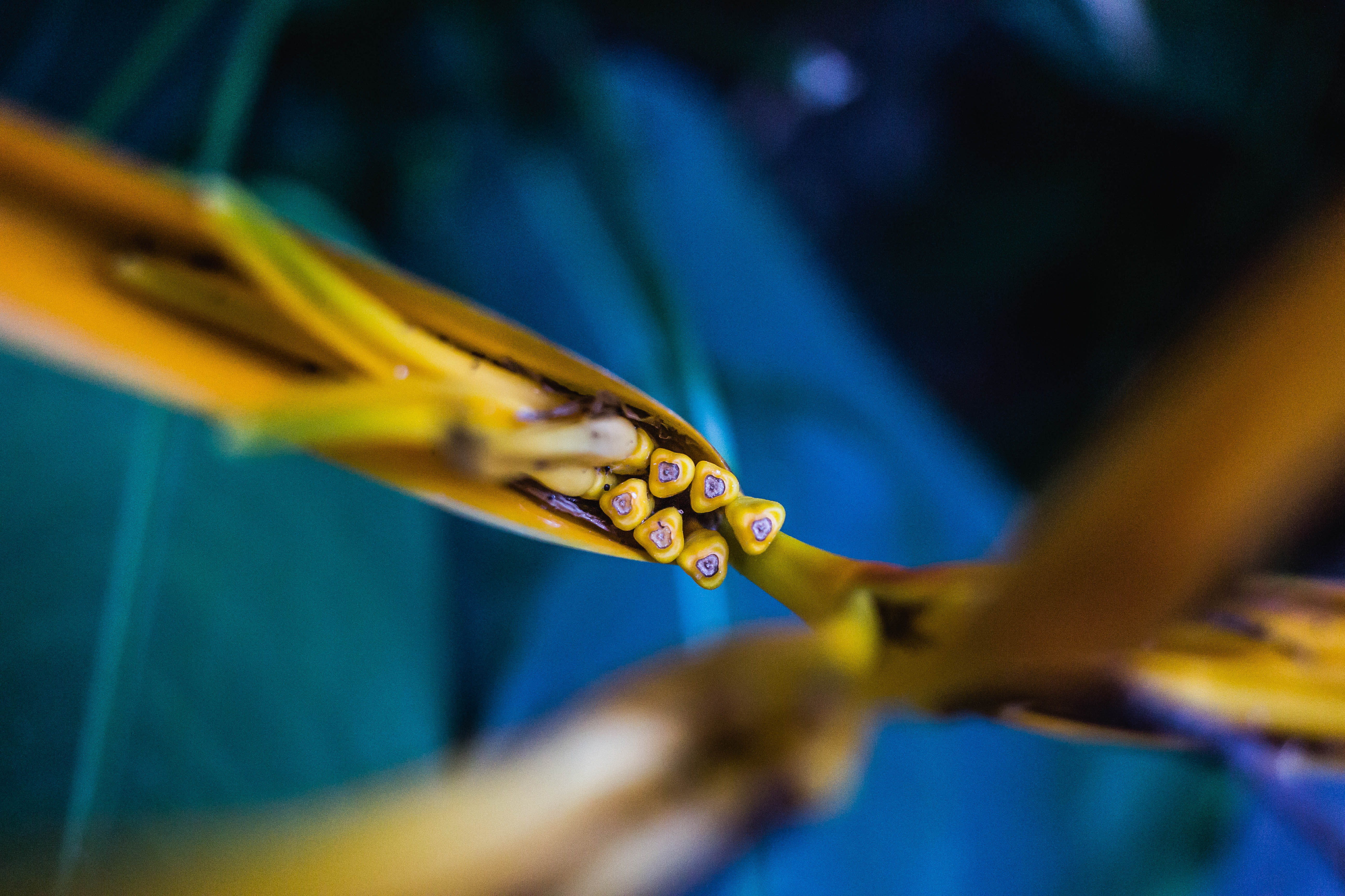 brazil, nature, selective focus, lauro de freitas, water, plants, music, teenager, human body part, people, arts culture and entertainment, adult, flor, HD Wallpaper