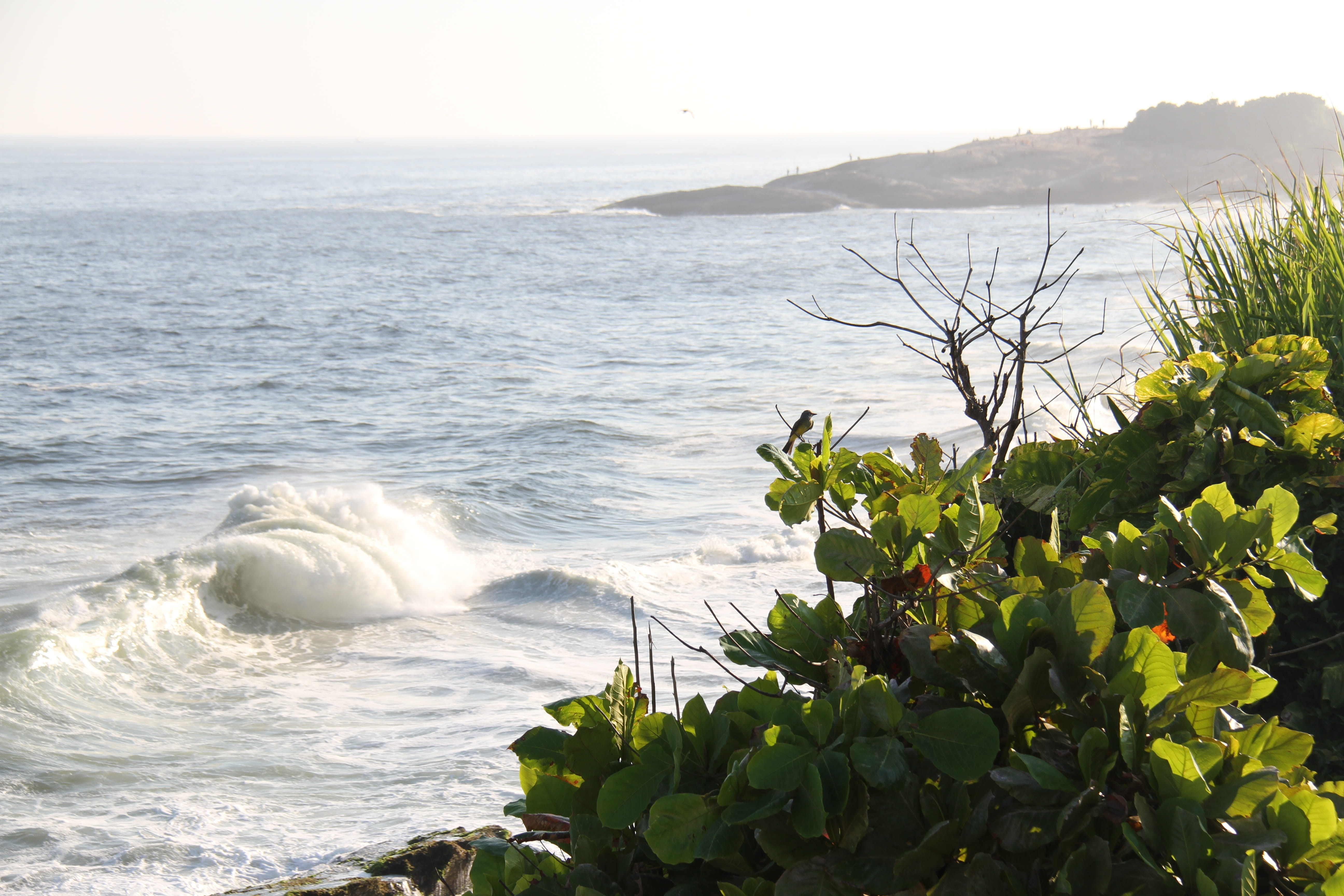 5K, plant, growth, beach, copacabana, sky, water, horizon, tranquil scene, bird, wave, motion, nature, day, horizon over water, land, tranquility, scenics - nature, HD Wallpaper