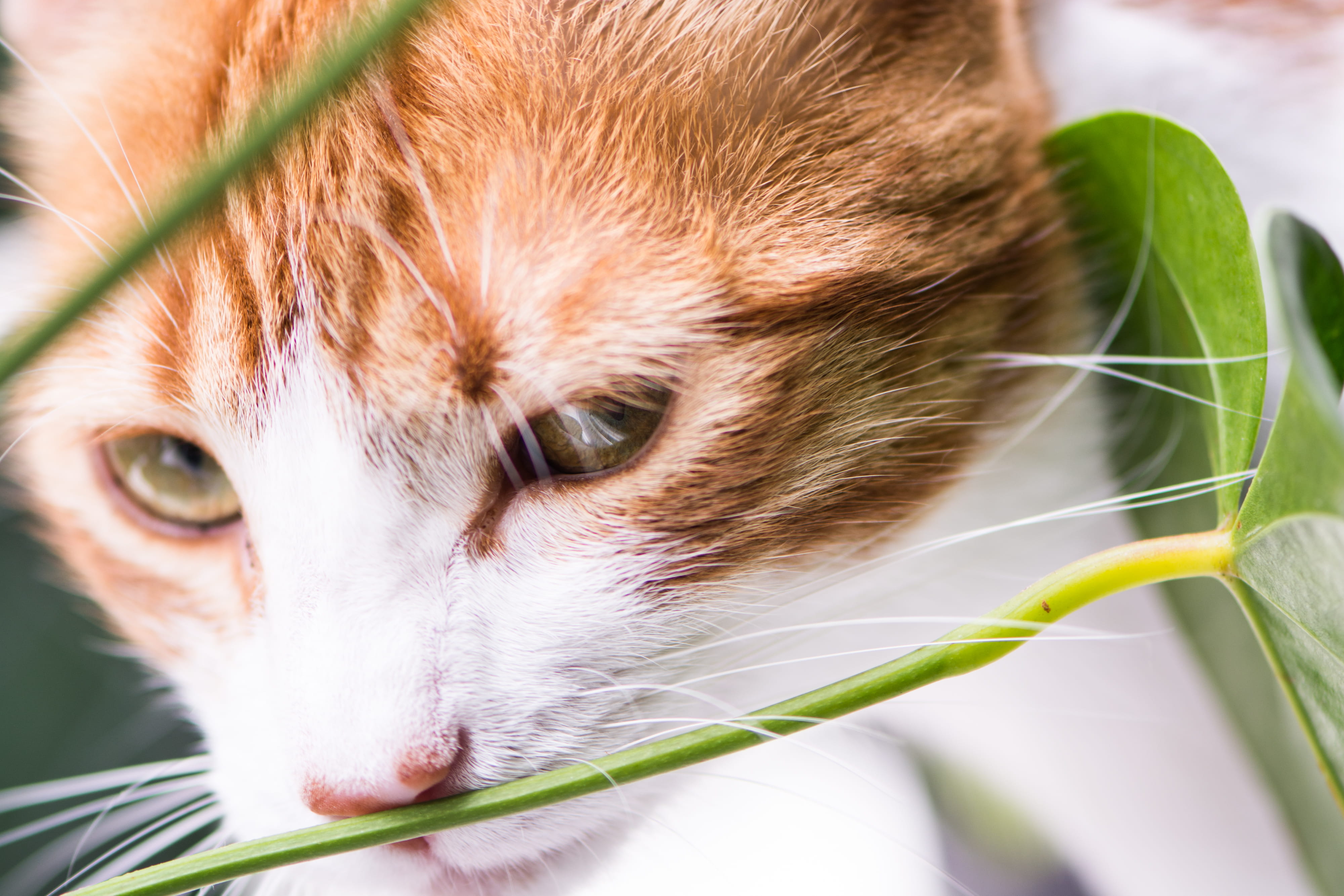 copacabana, close-up, ginger cat, look, vertebrate, no people, animal head, green, one animal, animal themes, nature, leaf, domestic animals, pets, fur, HD Wallpaper