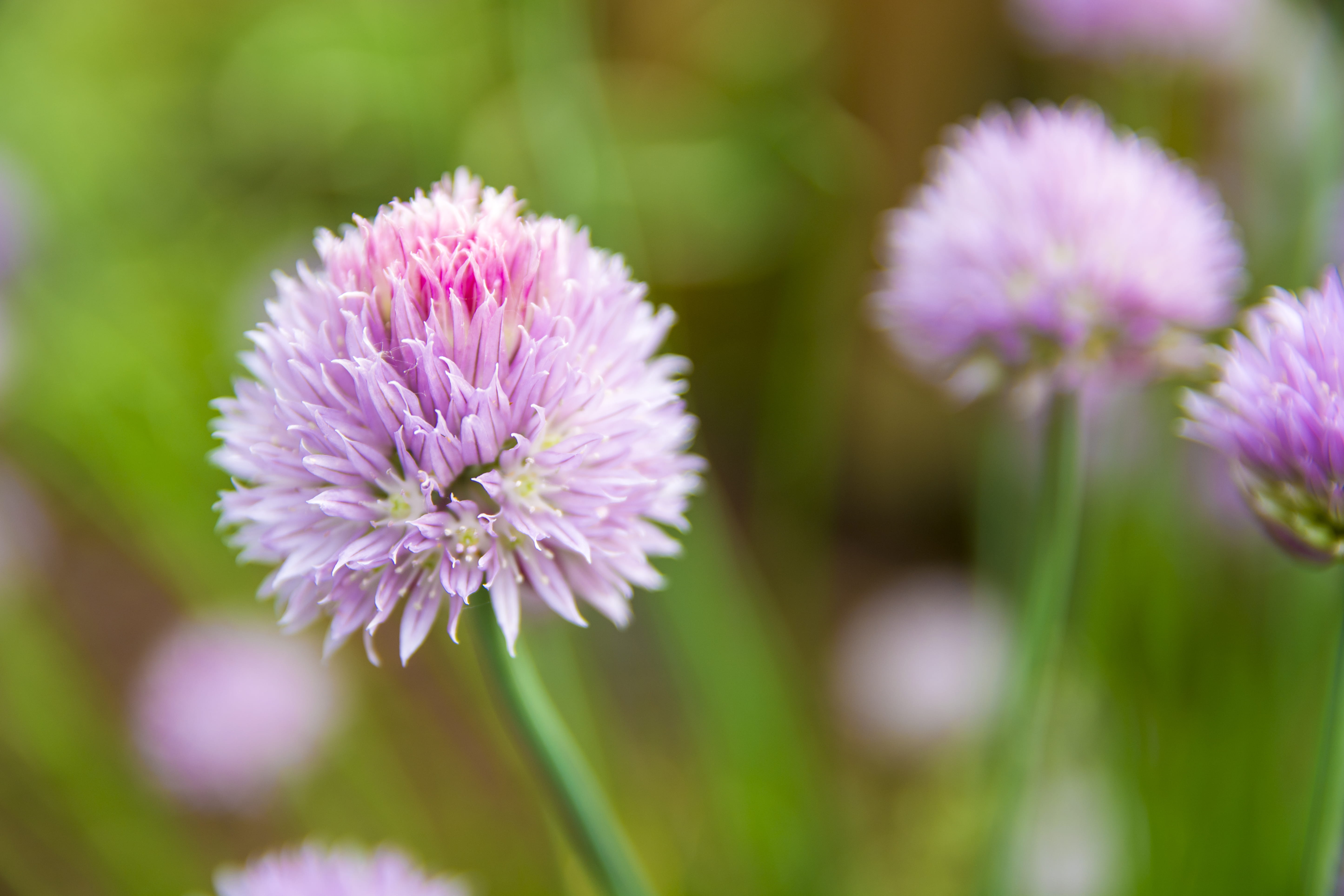 lila purple flower, no people, purple, beauty in nature, growth, flowering plant, lila flower, petal, plant, 5K, united states, backyard flowers, flowers, HD Wallpaper